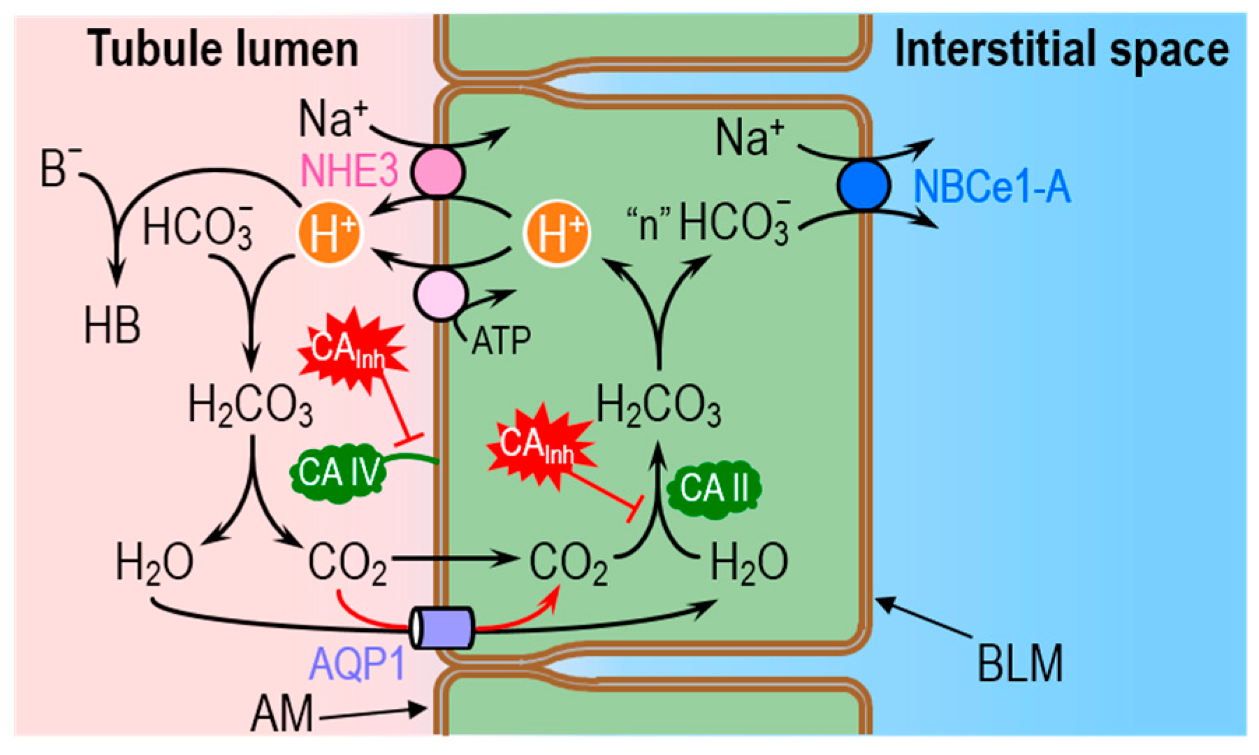 Ijms 20 03841 g007 Ijms 20 03841 g007