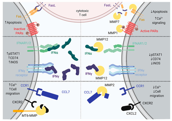 IJMS Special Issue Matrix Metalloproteinase