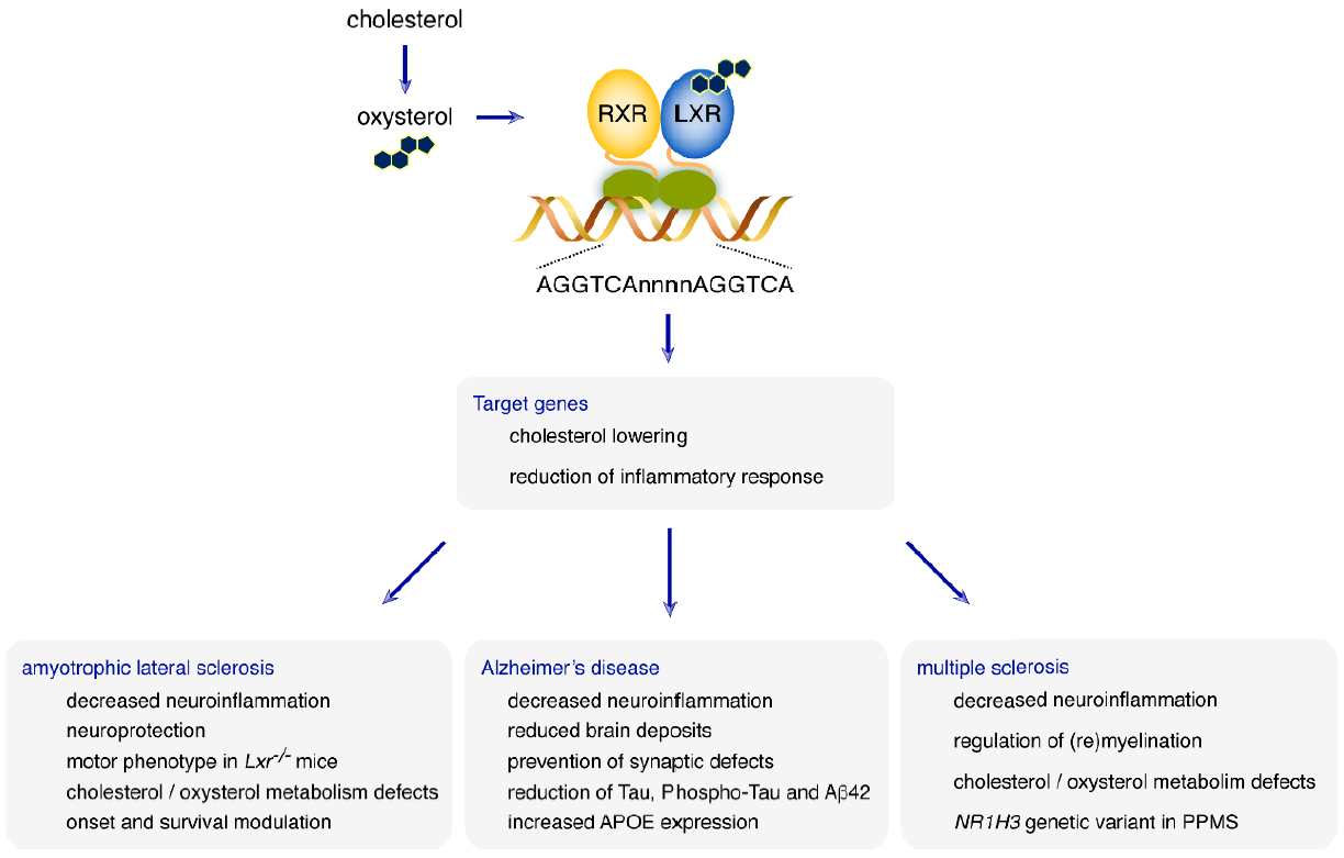 IJMS | Free Full-Text | Regulation of Brain Cholesterol: What Role Do