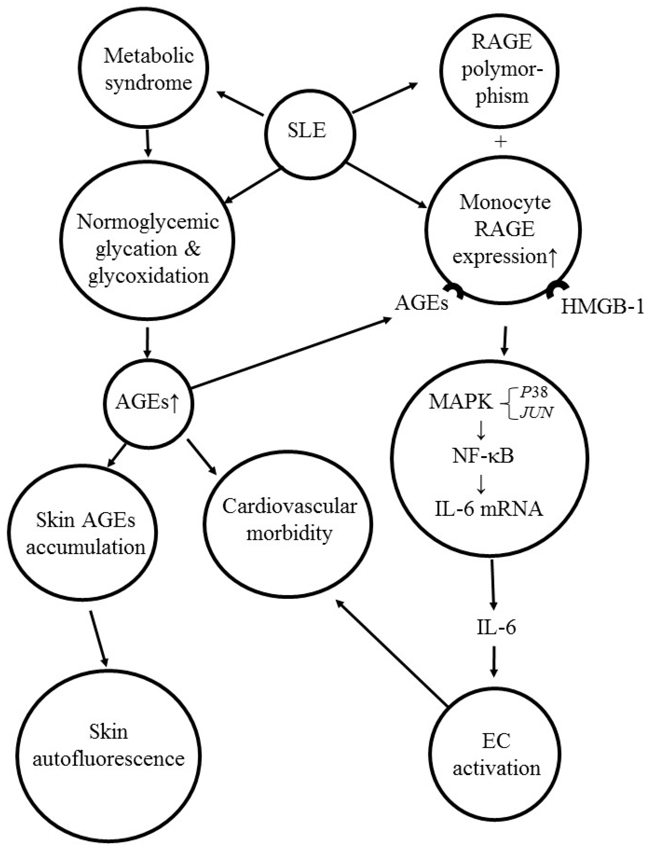 Ijms 20 03878 g004