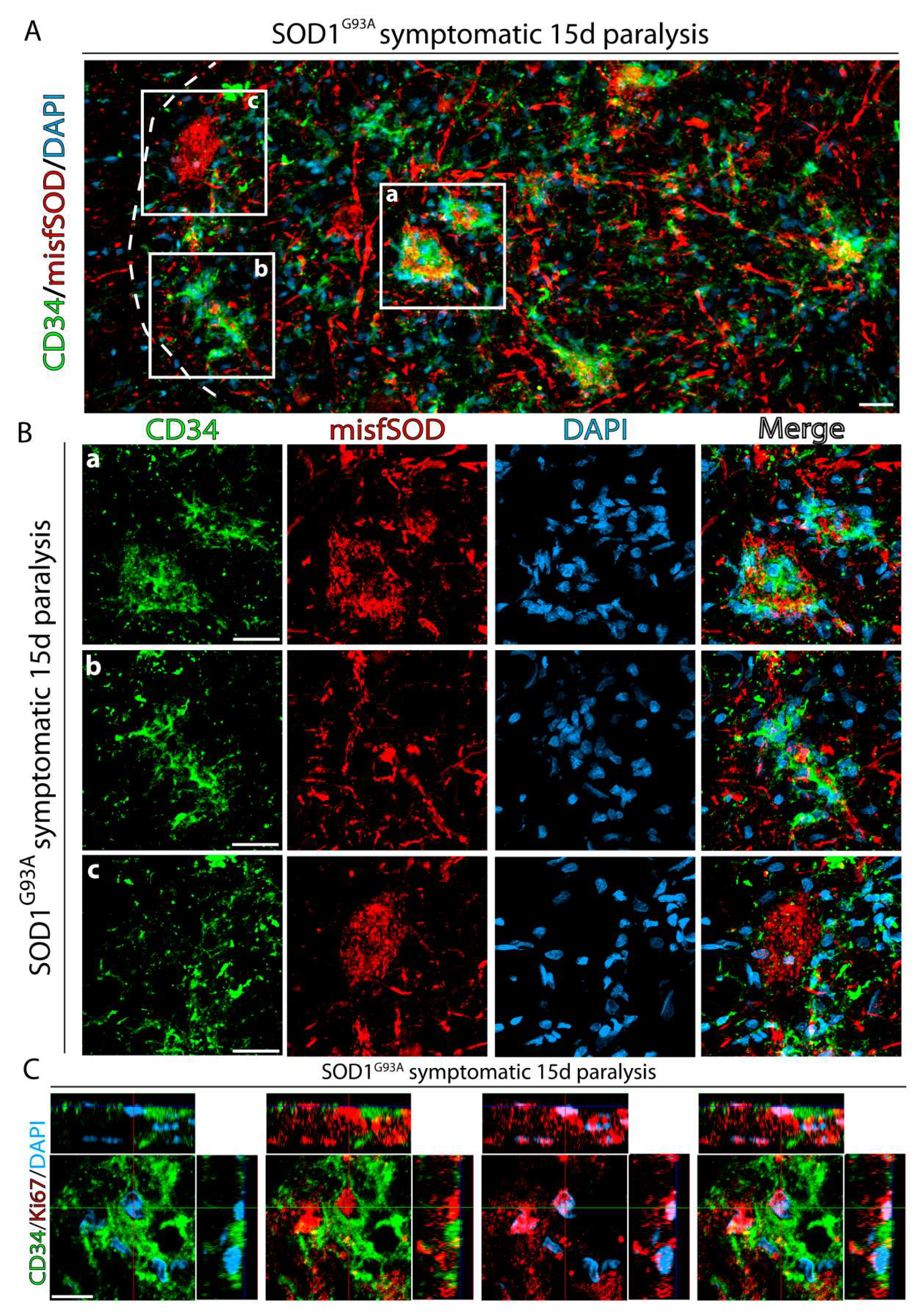 Ijms 20 03880 g004 Ijms 20 03880 g004