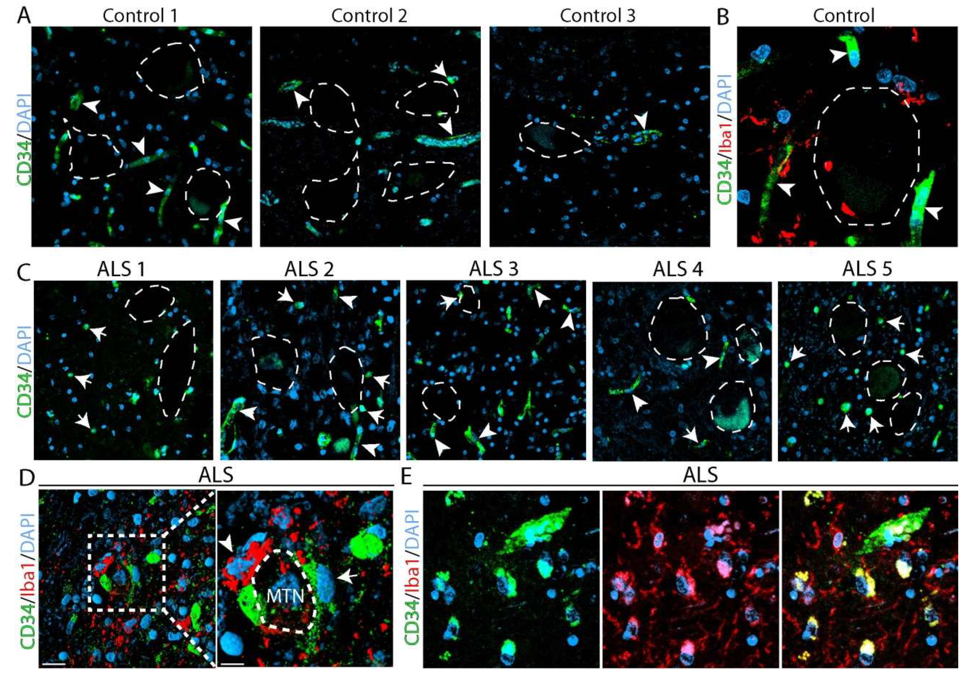Ijms 20 03880 g005 Ijms 20 03880 g005