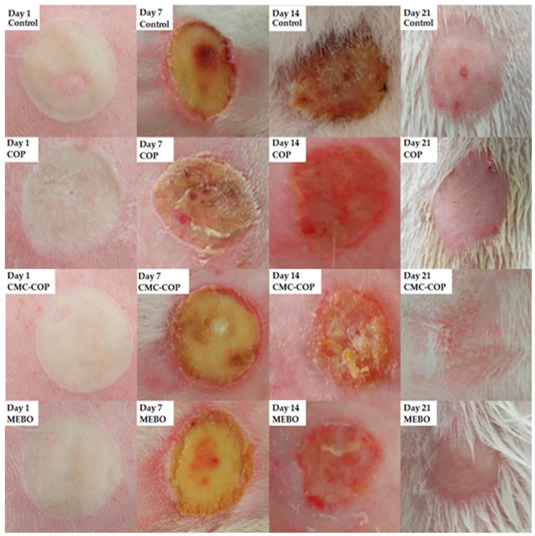 Ijms 20 03890 g007 Ijms 20 03890 g007