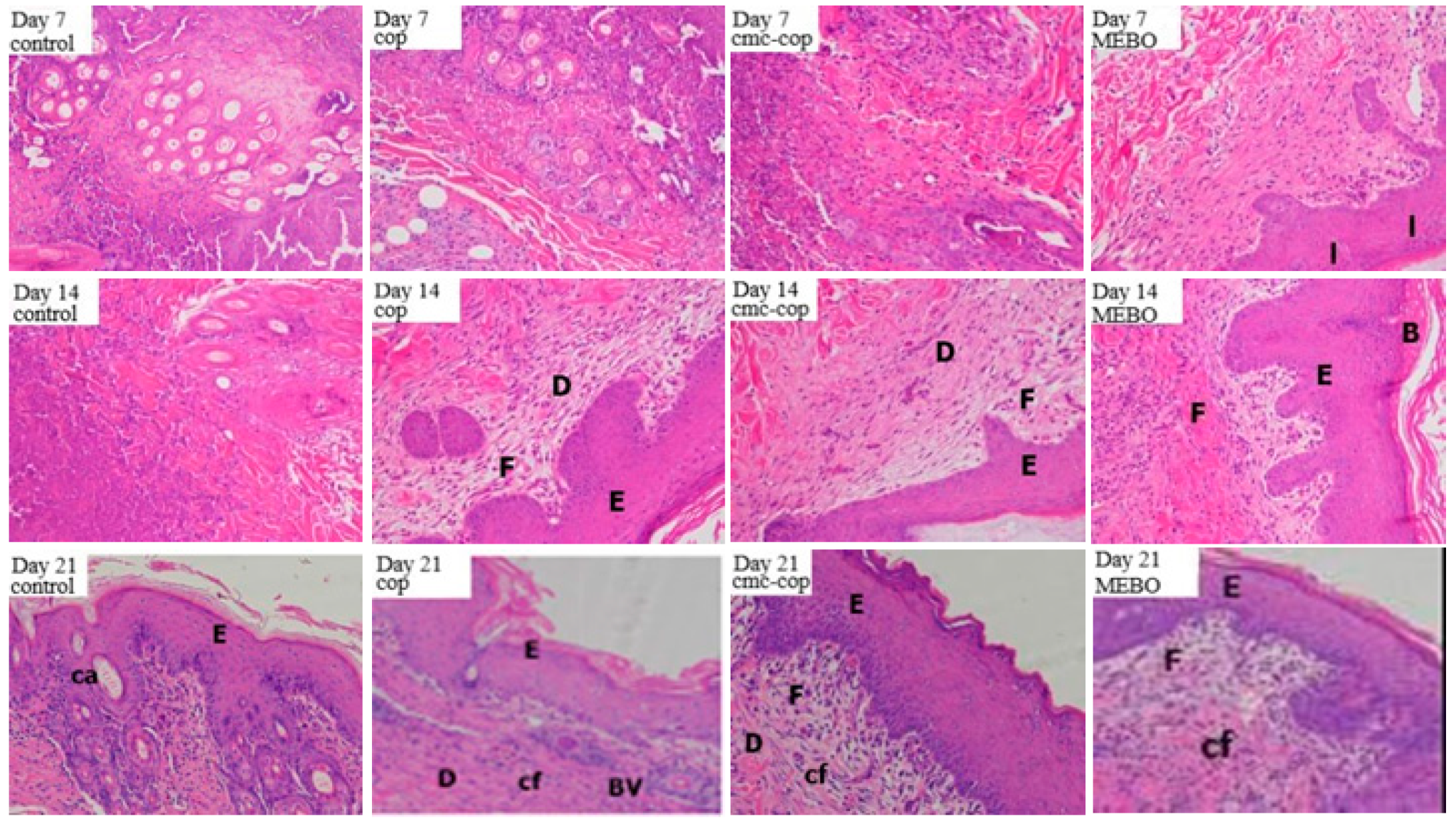 Ijms 20 03890 g008 Ijms 20 03890 g008