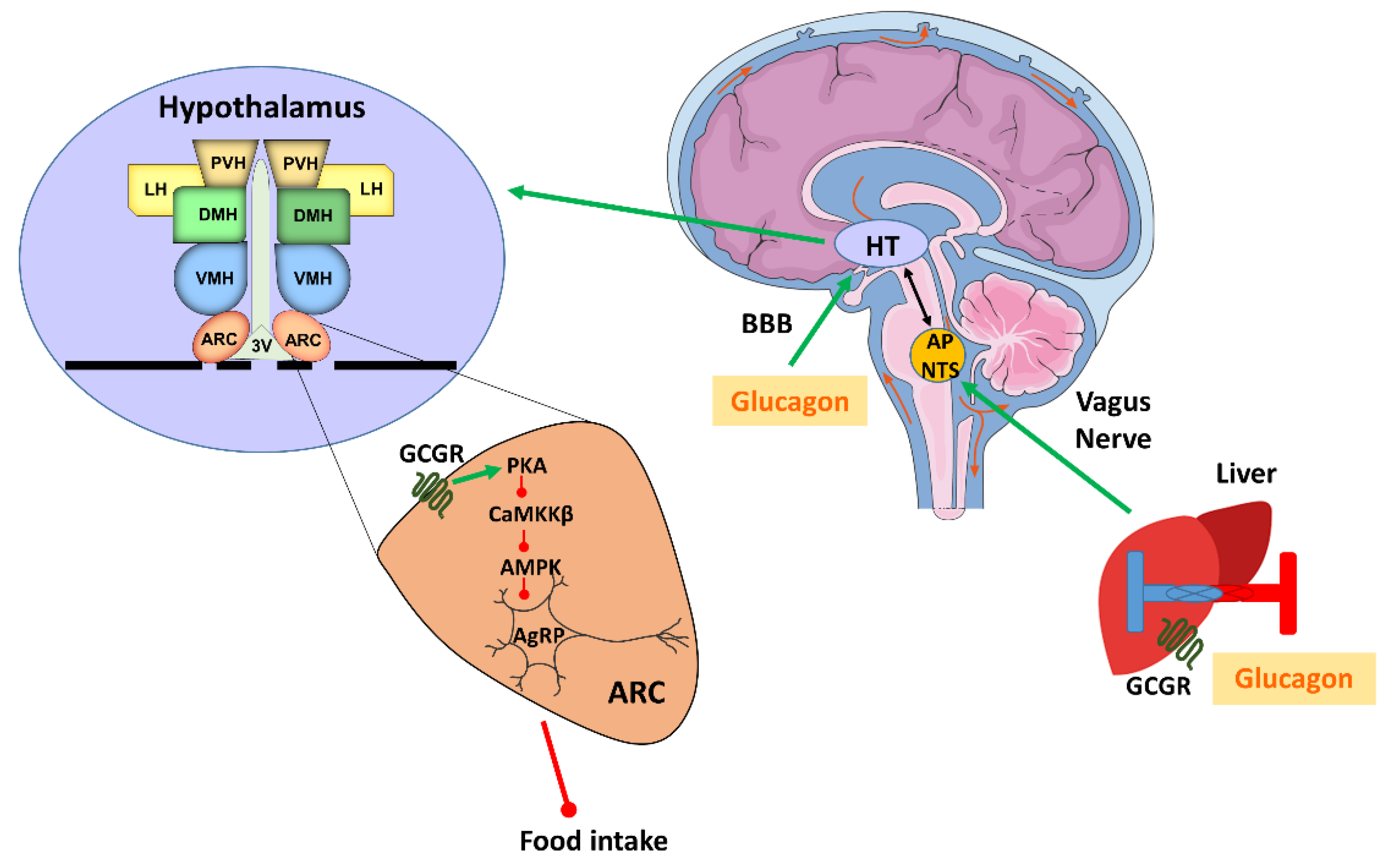 Ijms 20 03905 g001 Ijms 20 03905 g001
