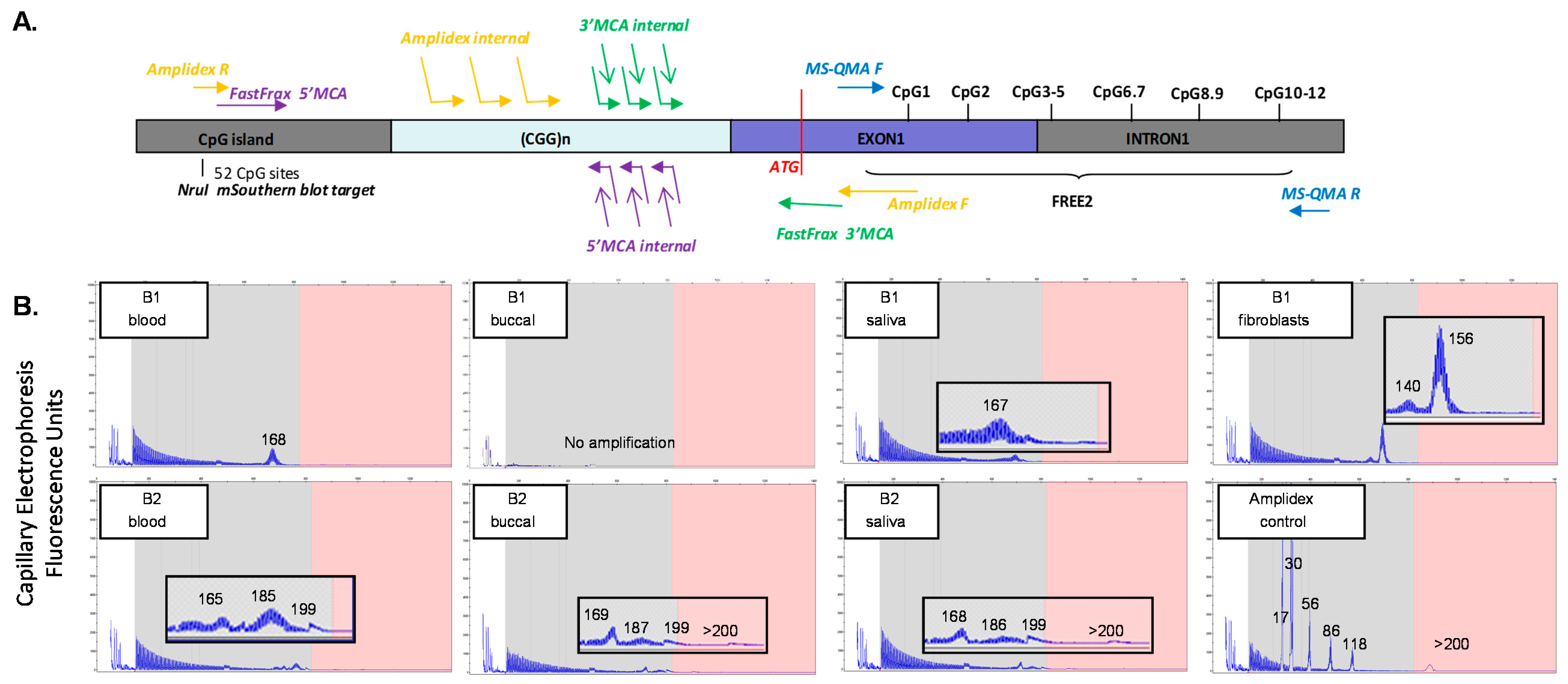 Ijms 20 03907 g002 Ijms 20 03907 g002