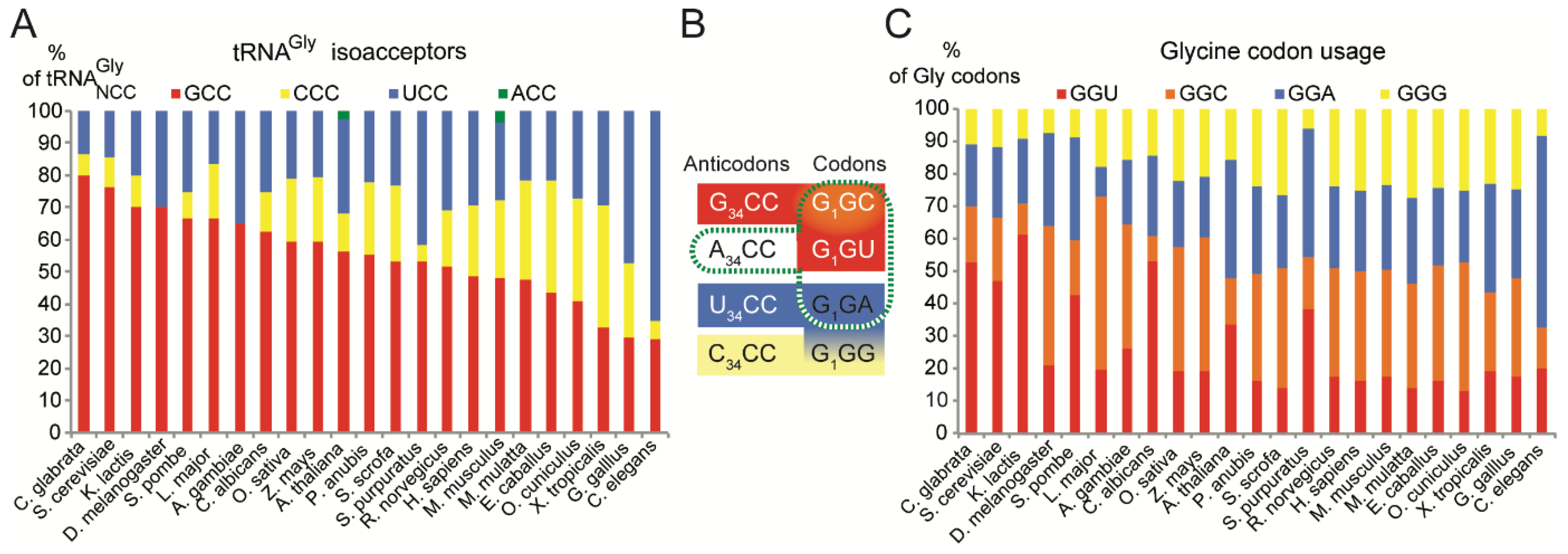 Ijms Free Full Text A Trna Mimic Strategy To Explore The Role Of G34 Of Trnagly In Translation And Codon Frameshifting Html Ijms Free Full Text A Trna Mimic Strategy To Explore The Role Of G34 Of Trnagly In Translation And Codon Frameshifting Html