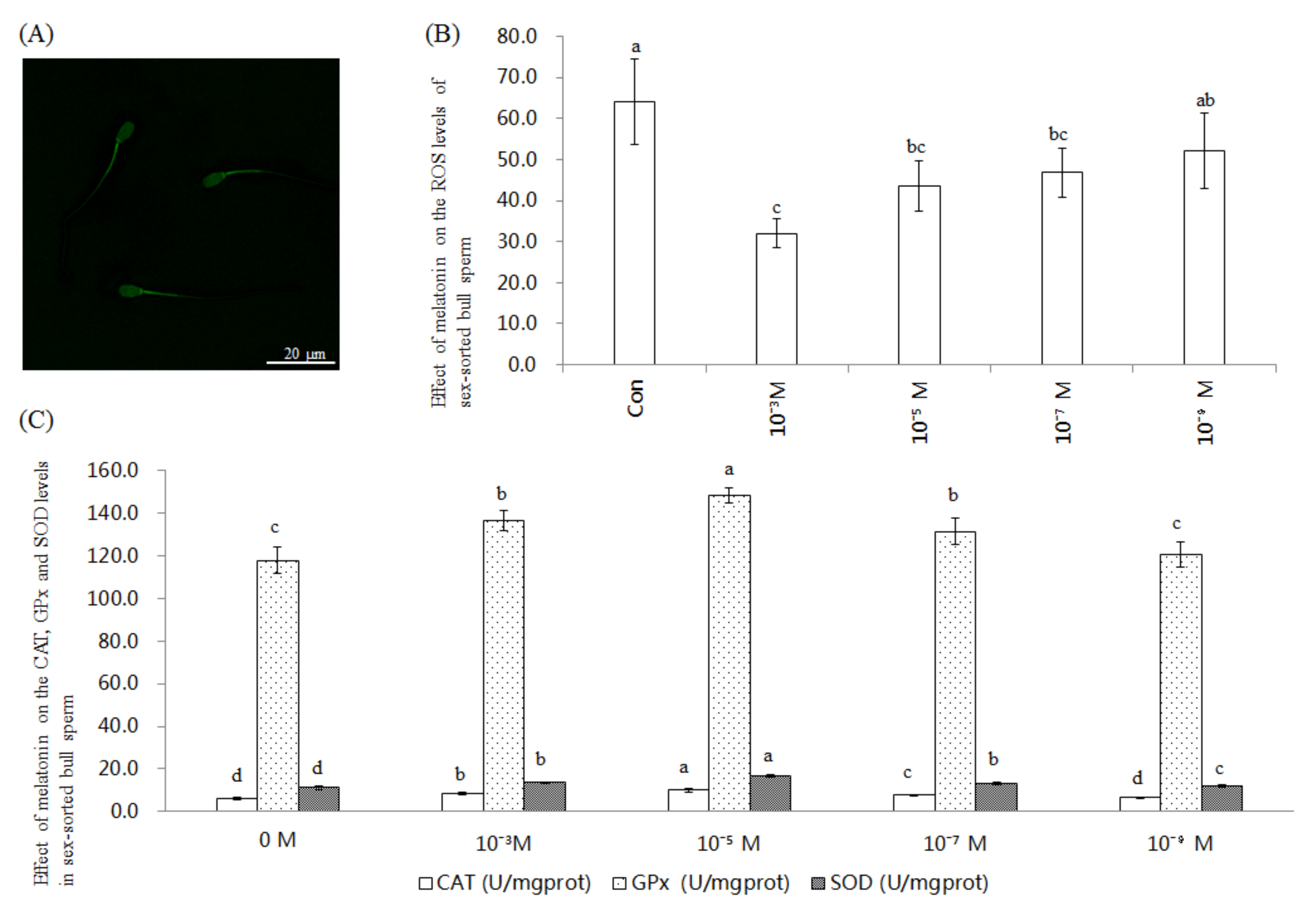 Ijms Free Full Text Melatonin Improves The Fertilization Capacity Of Sex Sorted Bull Sperm By Inhibiting Apoptosis And Increasing Fertilization Capacitation Via Mt1 Html