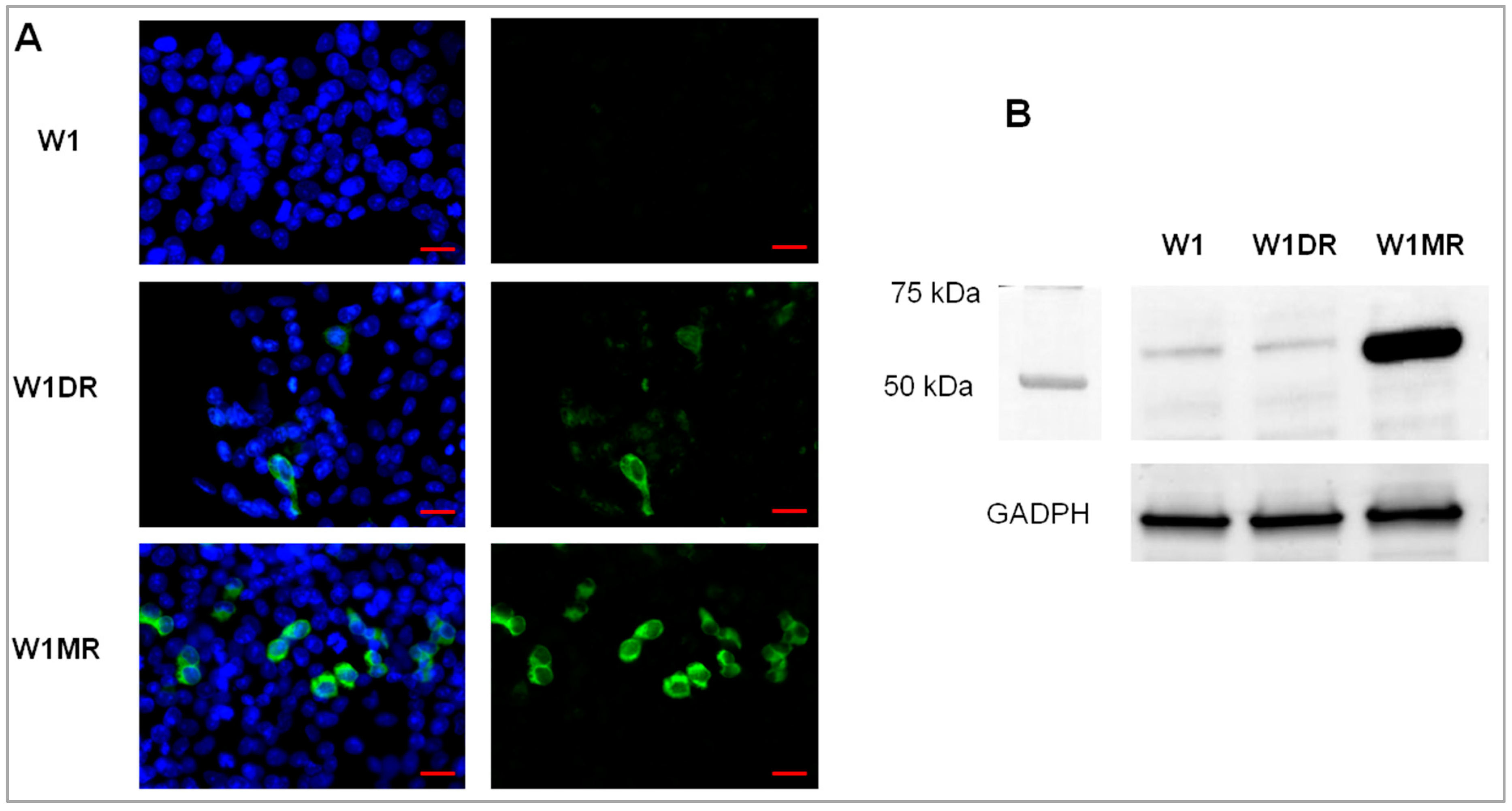 Ijms 20 03927 g005