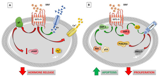健康・医学 SOMATOTYPING DEVELOPMENT Somatotyping | Cambridge University Press & Assessment