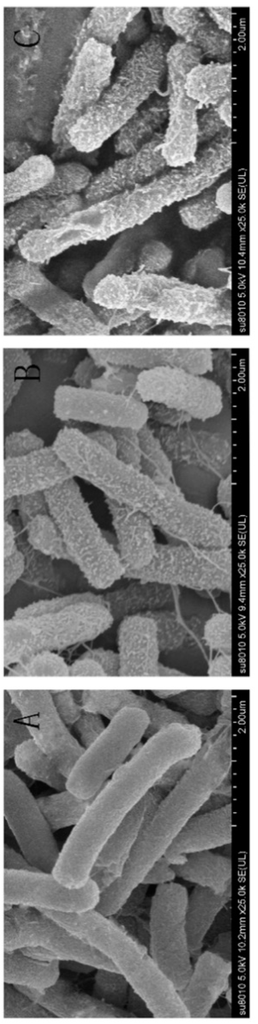 Ijms 20 03954 g010 Ijms 20 03954 g010