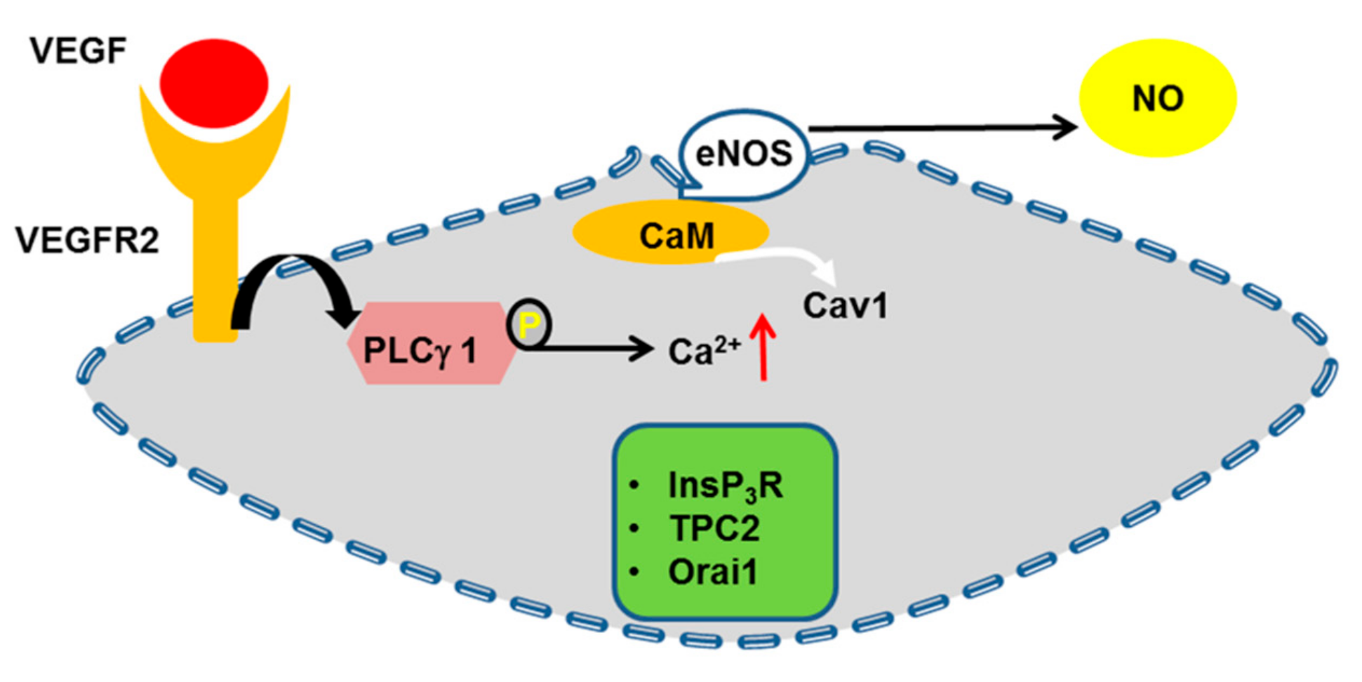 Ijms 20 03962 g004