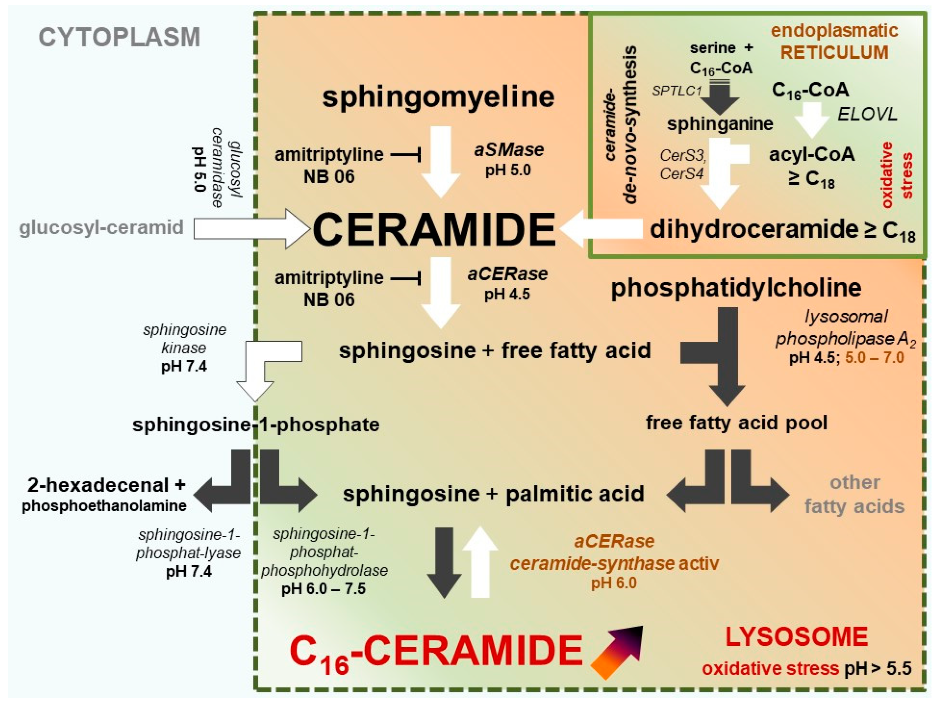 Ijms 20 03967 g003 Ijms 20 03967 g003