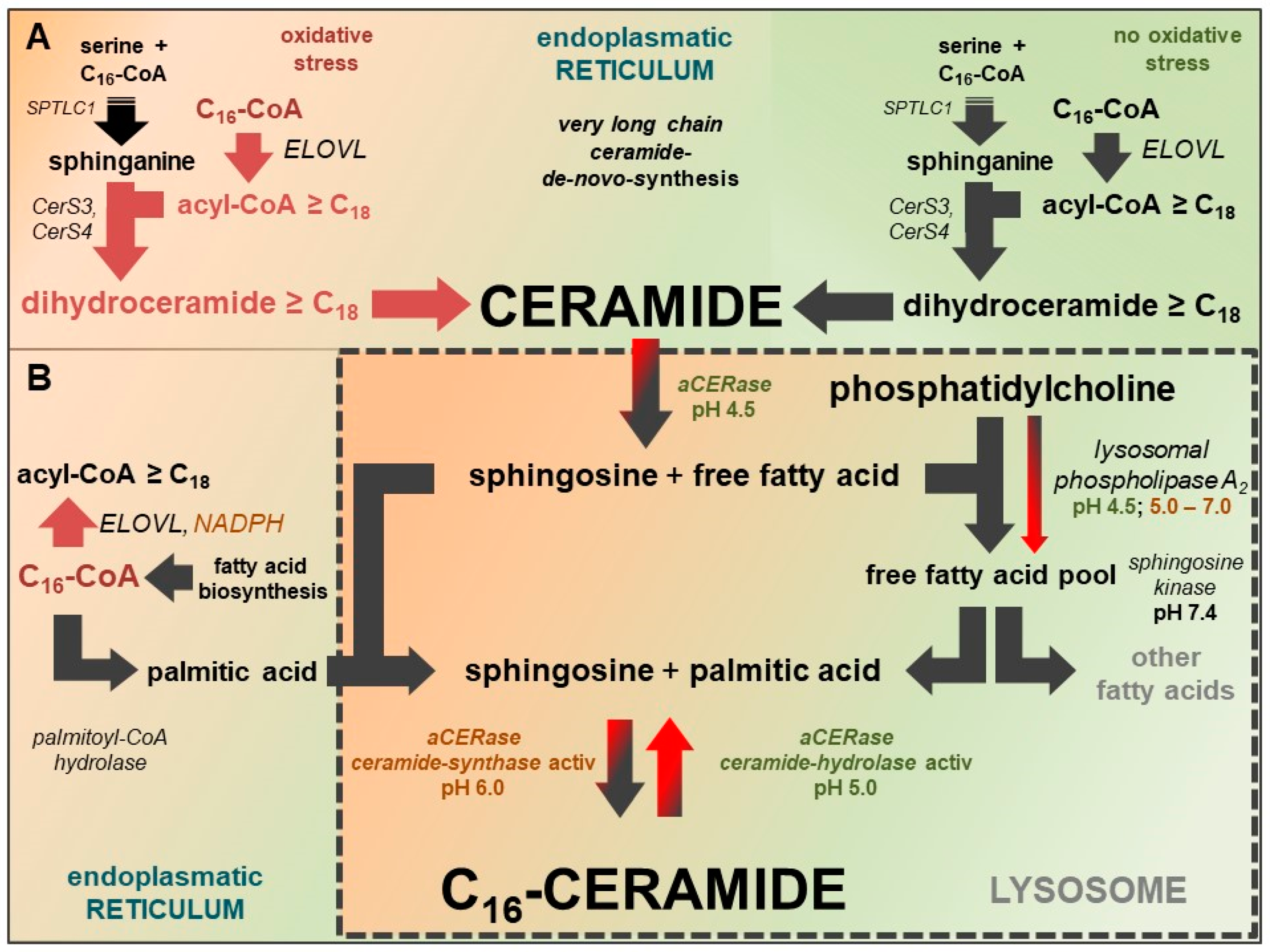 Ijms 20 03967 g004 Ijms 20 03967 g004