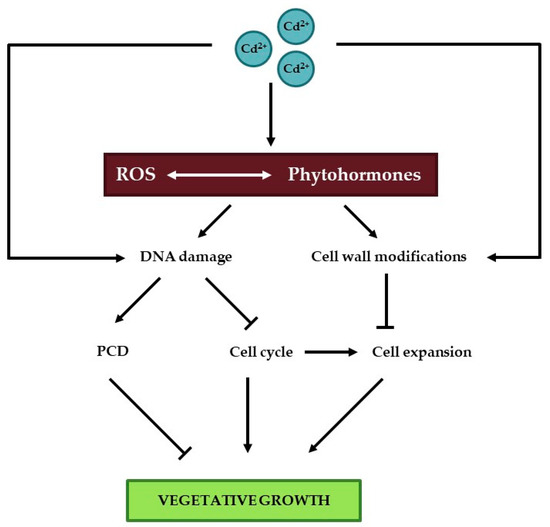 Cadmium and Plant Development: An Agony from Seed to Seed