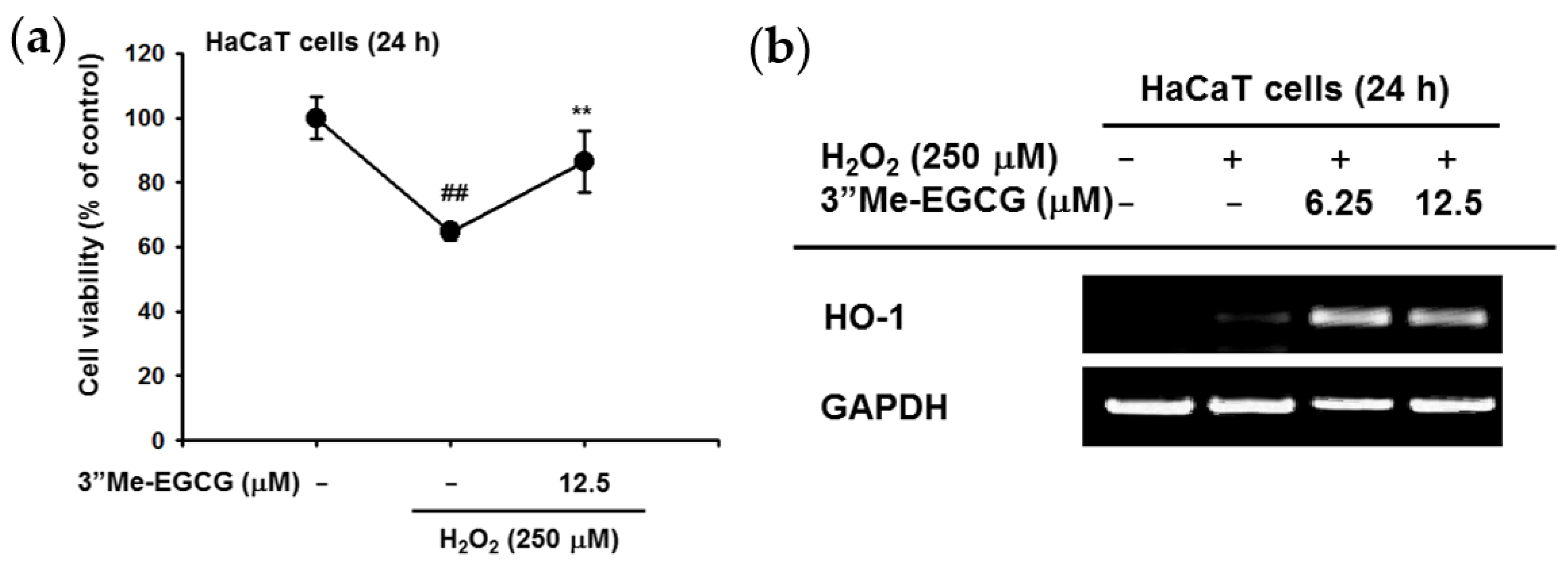 Ijms 20 03993 g003