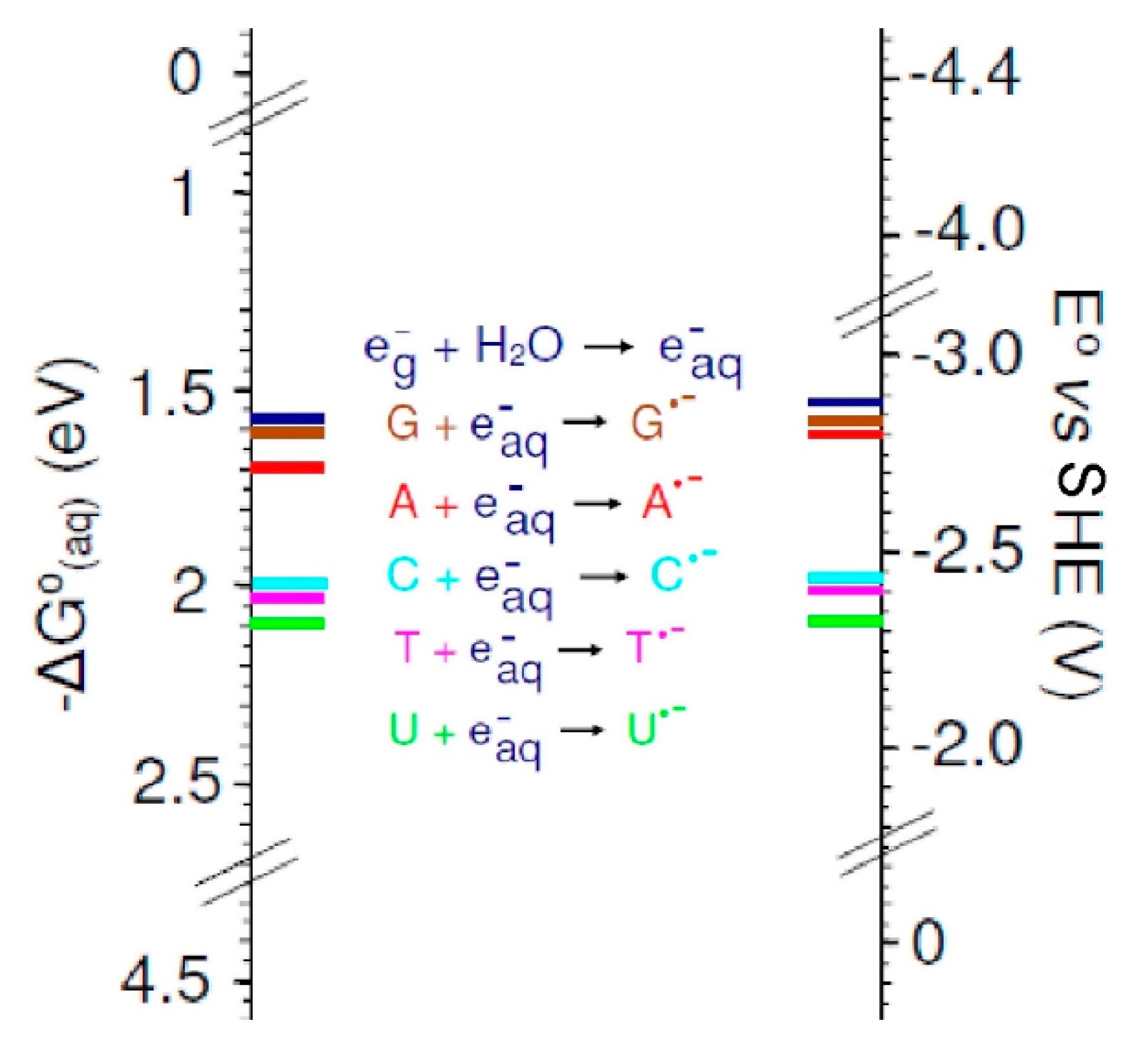 Ijms Free Full Text Reaction Of Electrons With Dna Radiation Damage To Radiosensitization Html