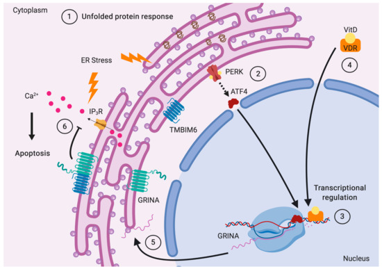Deciphering GRINA/Lifeguard1: Nuclear Location, Ca2+ Homeostasis