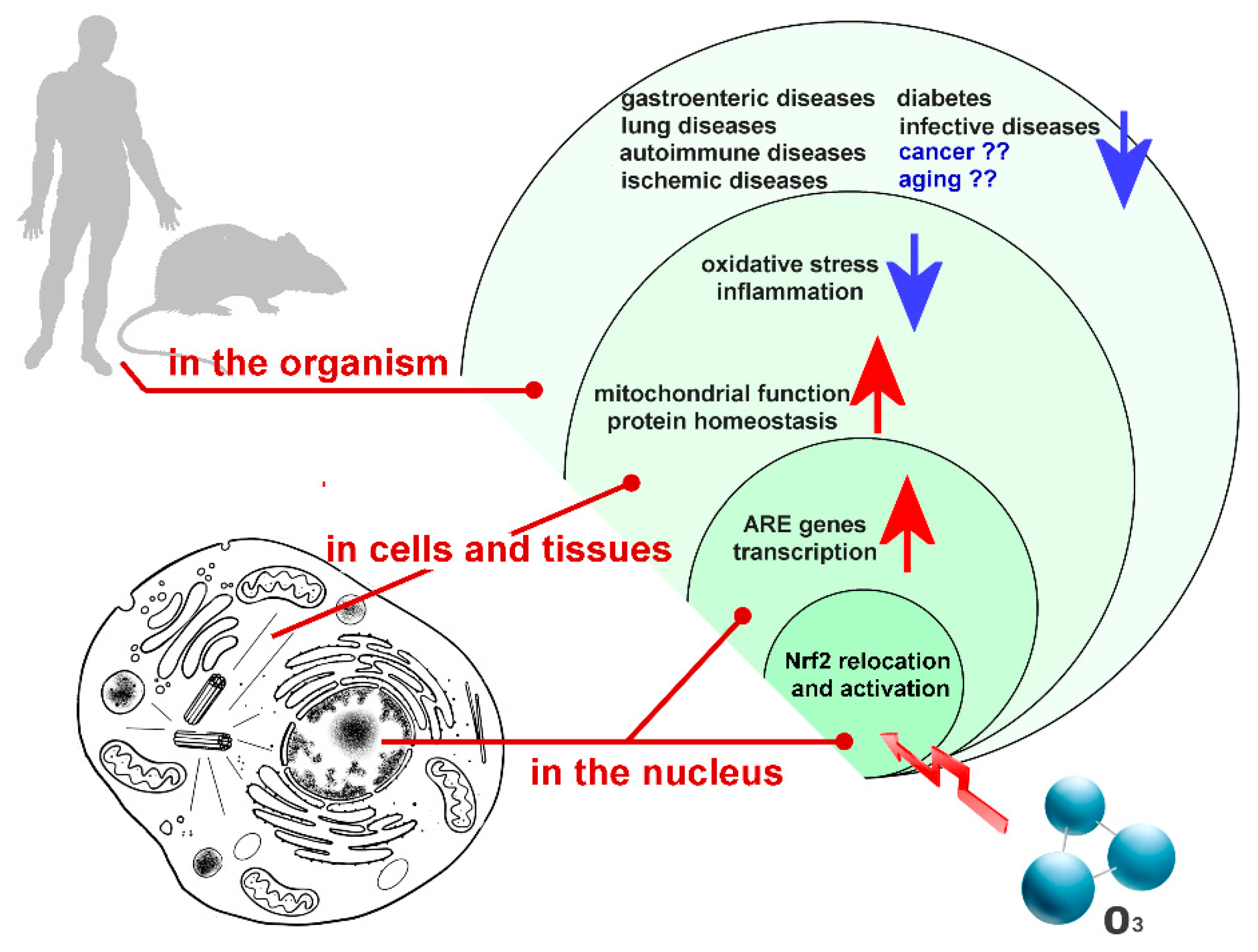 Ijms 20 04009 g001