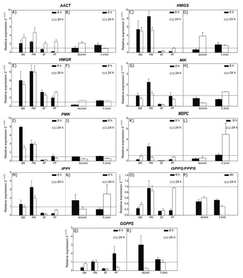 Ijms Free Full Text The Differential Expression Of Mevalonate Pathway Genes In The Gut Of The Bark Beetle Dendroctonus Rhizophagus Curculionidae Scolytinae Is Unrelated To The De Novo Synthesis Of Terpenoid