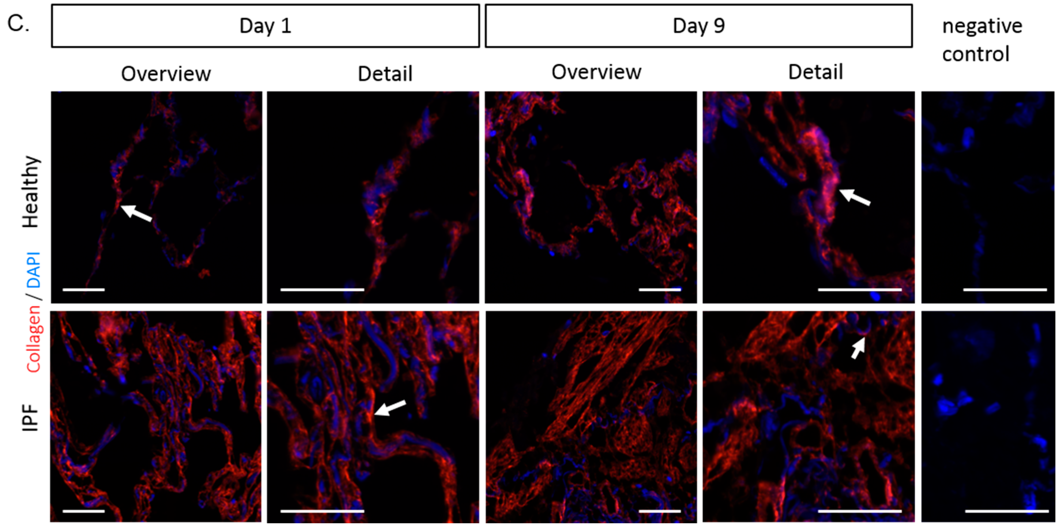 Ijms 20 04013 g005b Ijms 20 04013 g005b