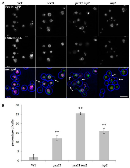 IJMS | Free Full-Text | Peroxisome Maintenance Depends on De Novo
