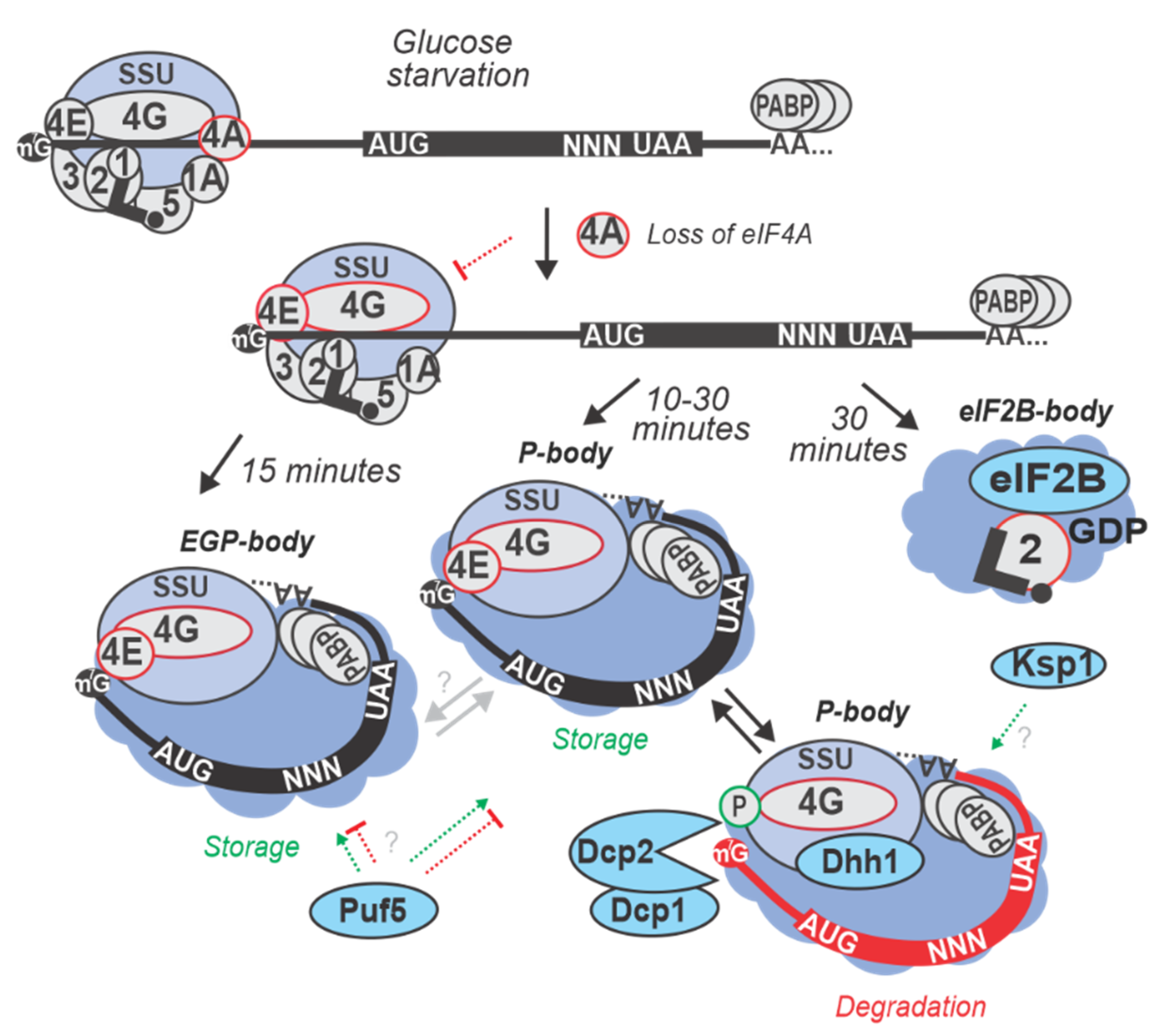 Ijms 20 04043 g004