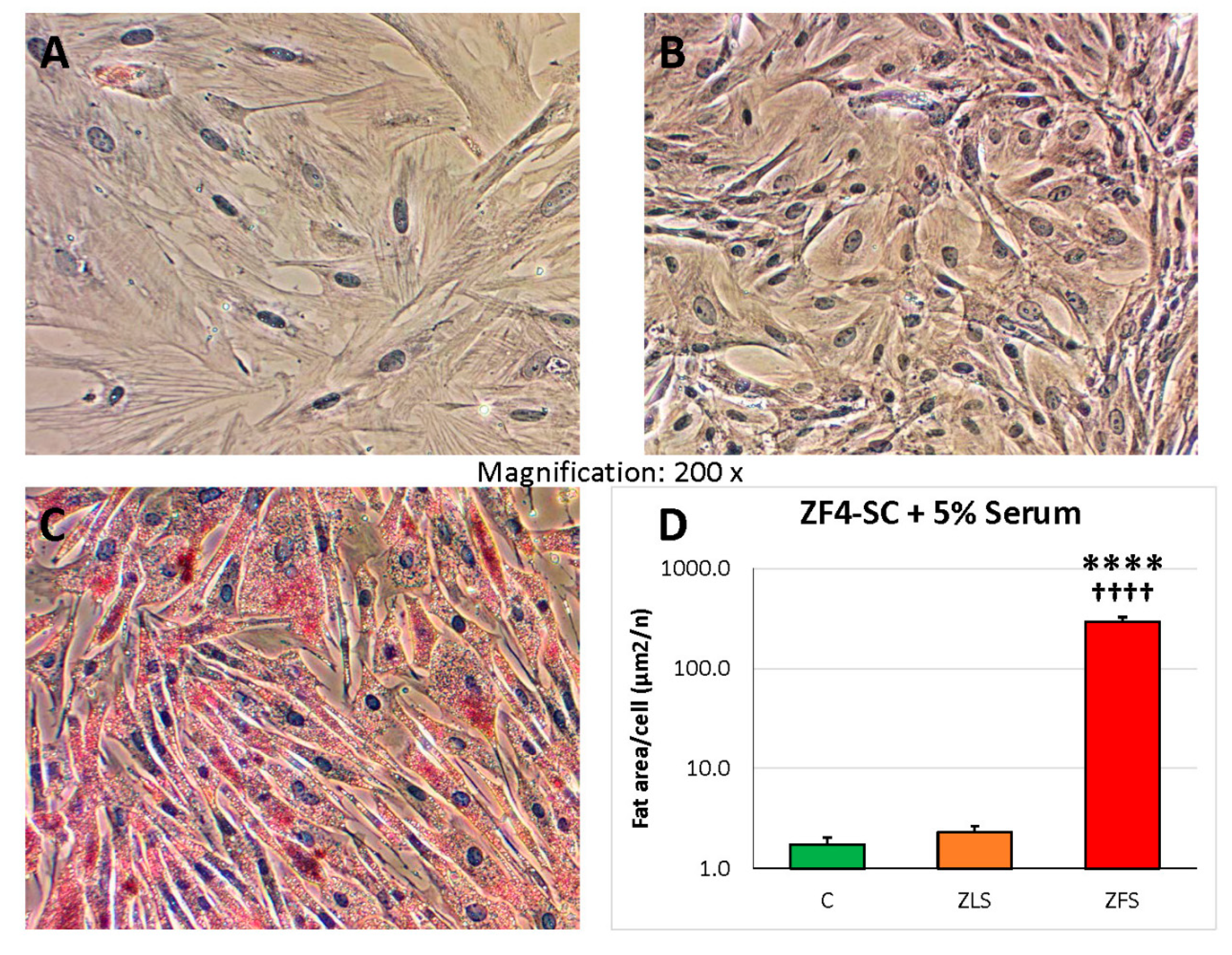 IJMS | Free Full-Text | Stem Cells from a Female Rat Model of Type 