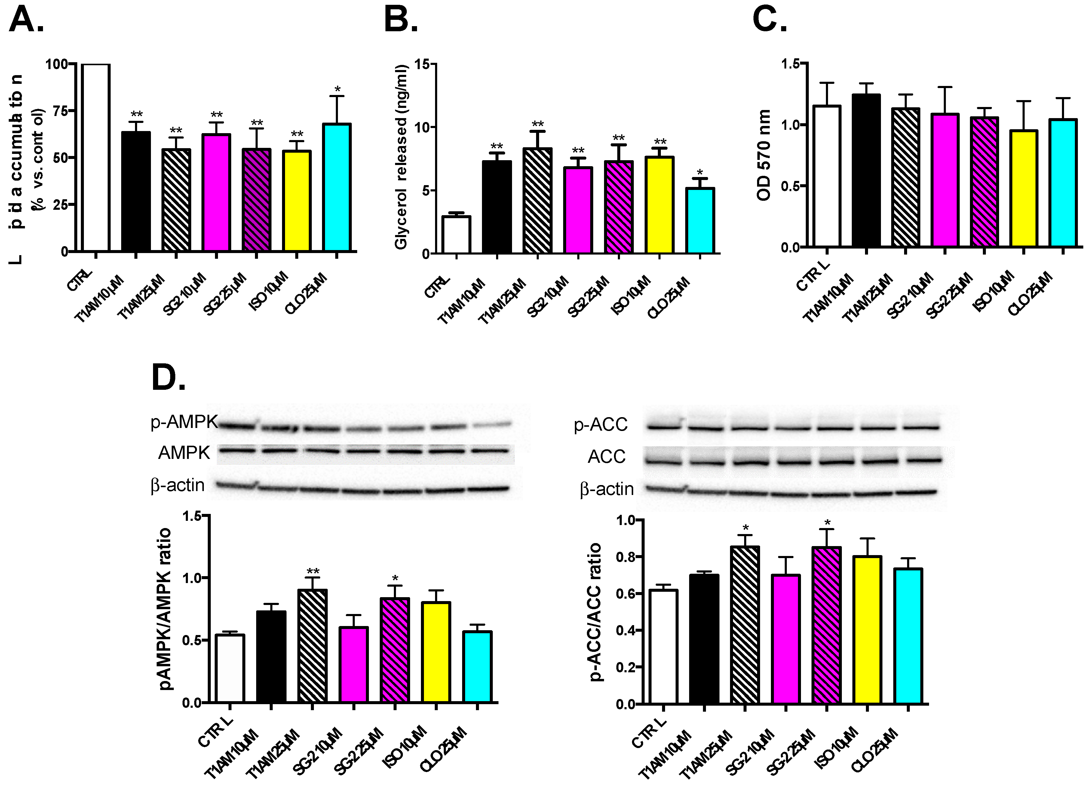 Ijms Free Full Text Lipolytic Effects Of 3 Iodothyronamine T1am And A Novel Thyronamine Like Analog Sg 2 Through The Ampk Pathway Html