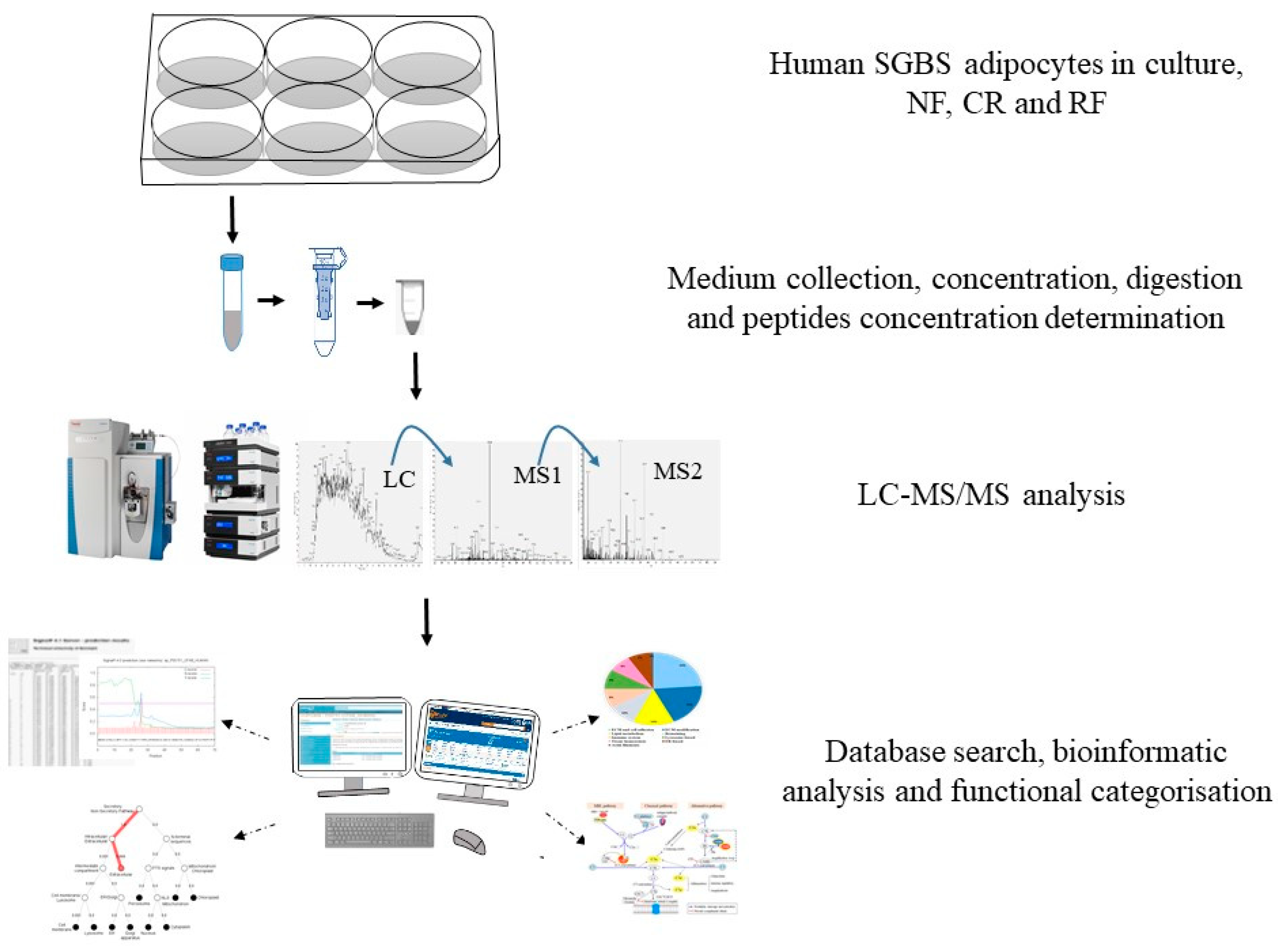 Ijms 20 04055 g003