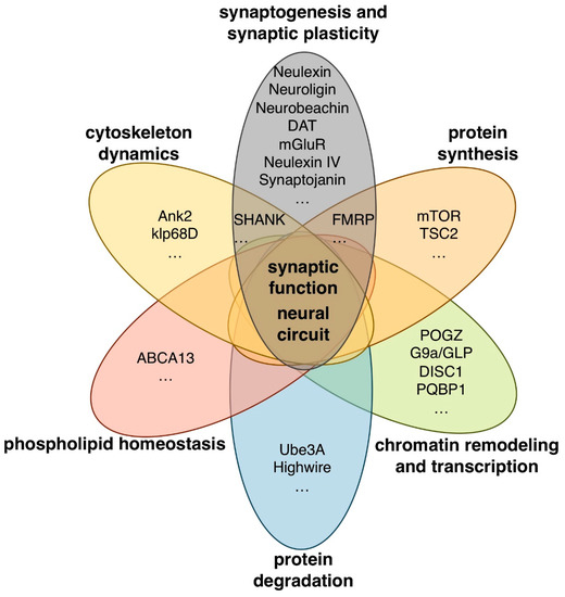 IJMS Free FullText Autism Spectrum DisorderRelated Syndromes