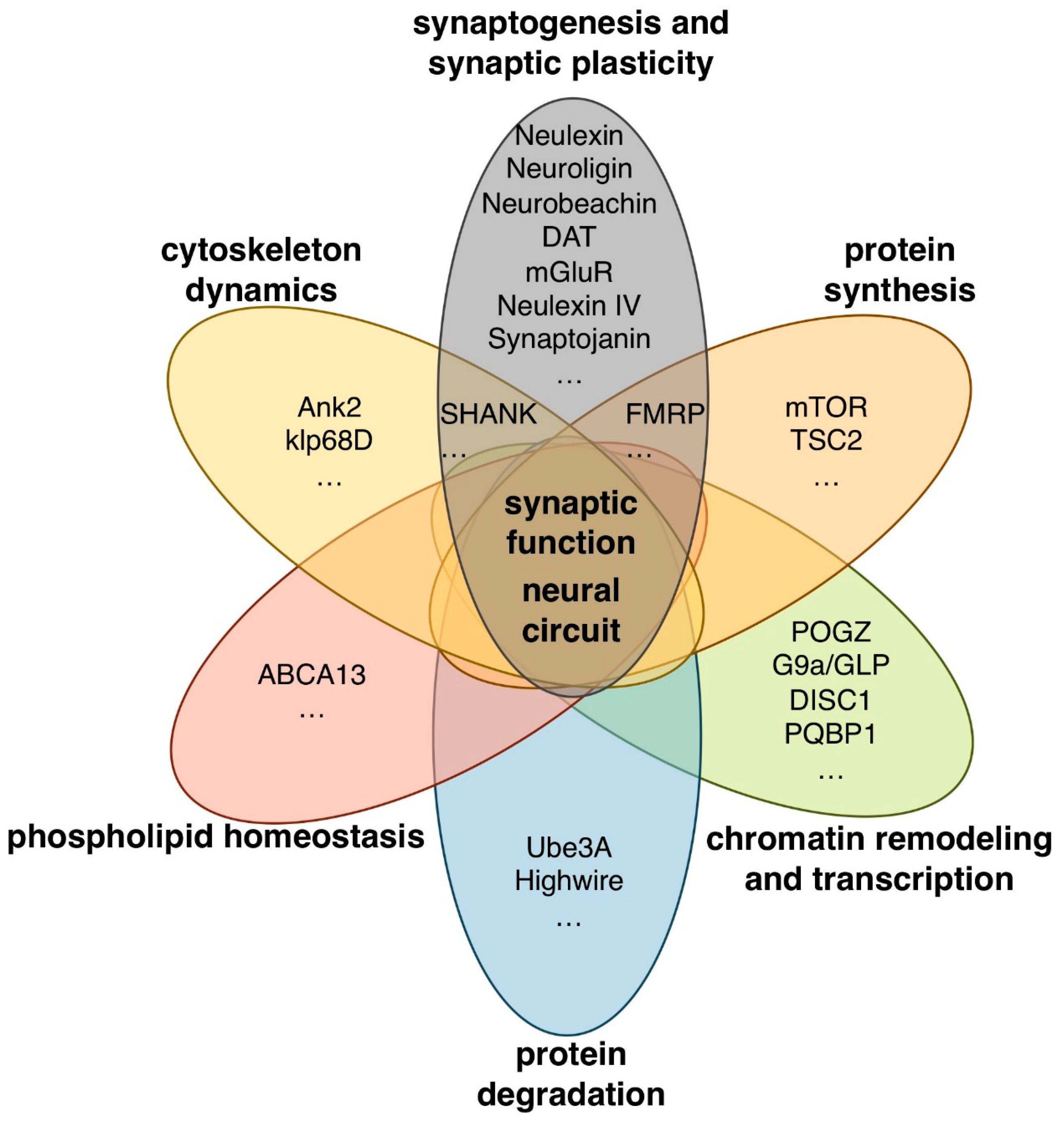 18 genes associated with autism