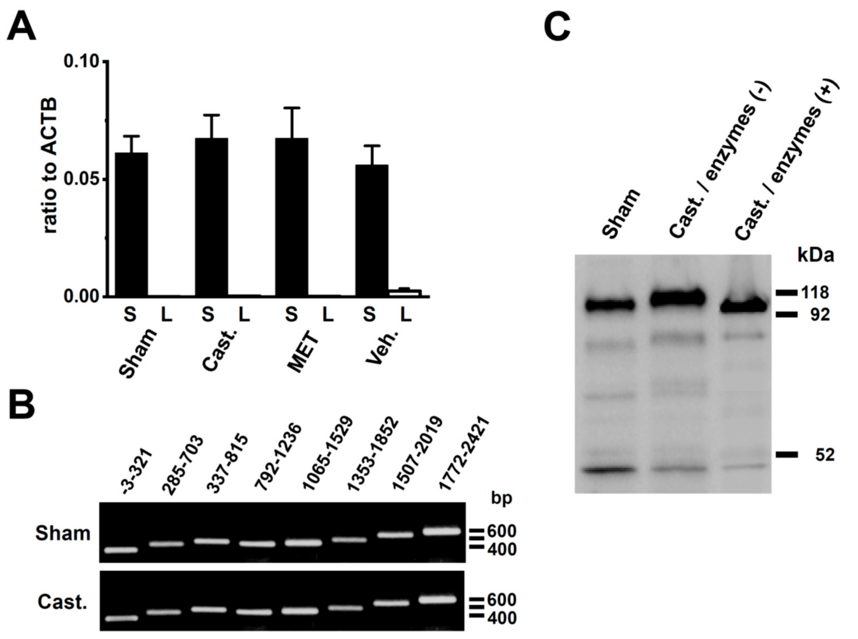 Ijms 20 04073 g007
