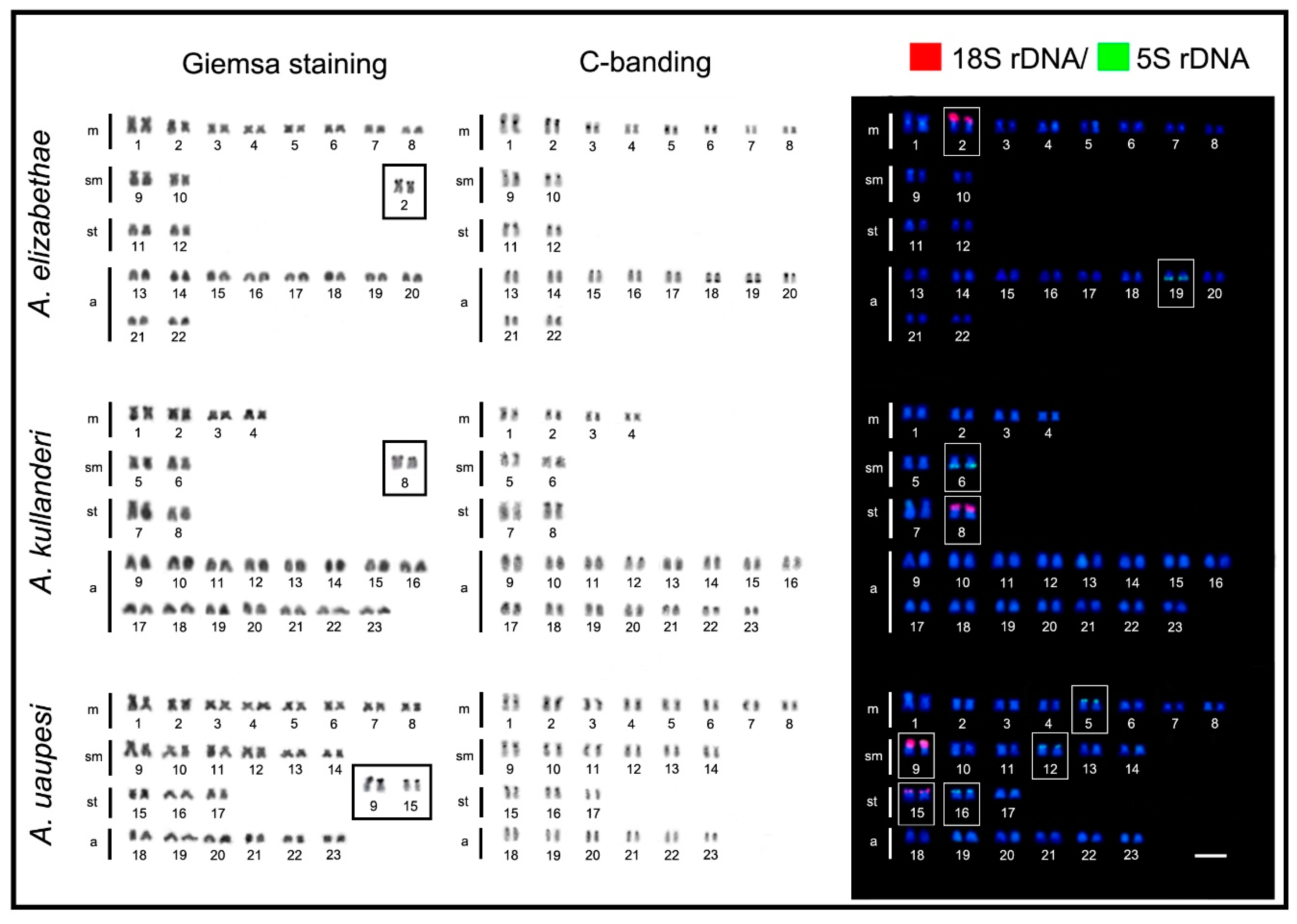 Ijms 20 04077 g003