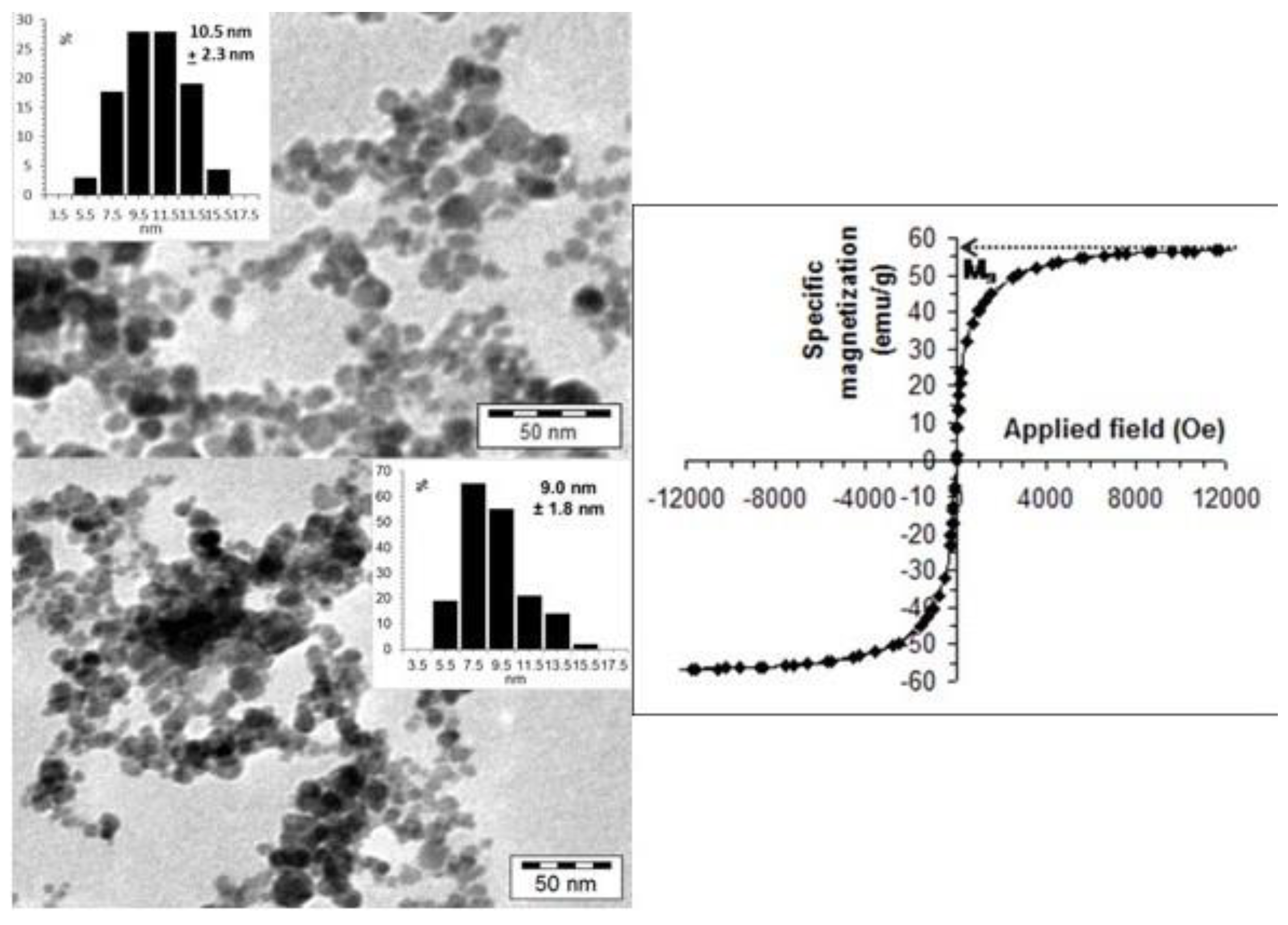 IJMS Free FullText ChondroitinSulfateACoated