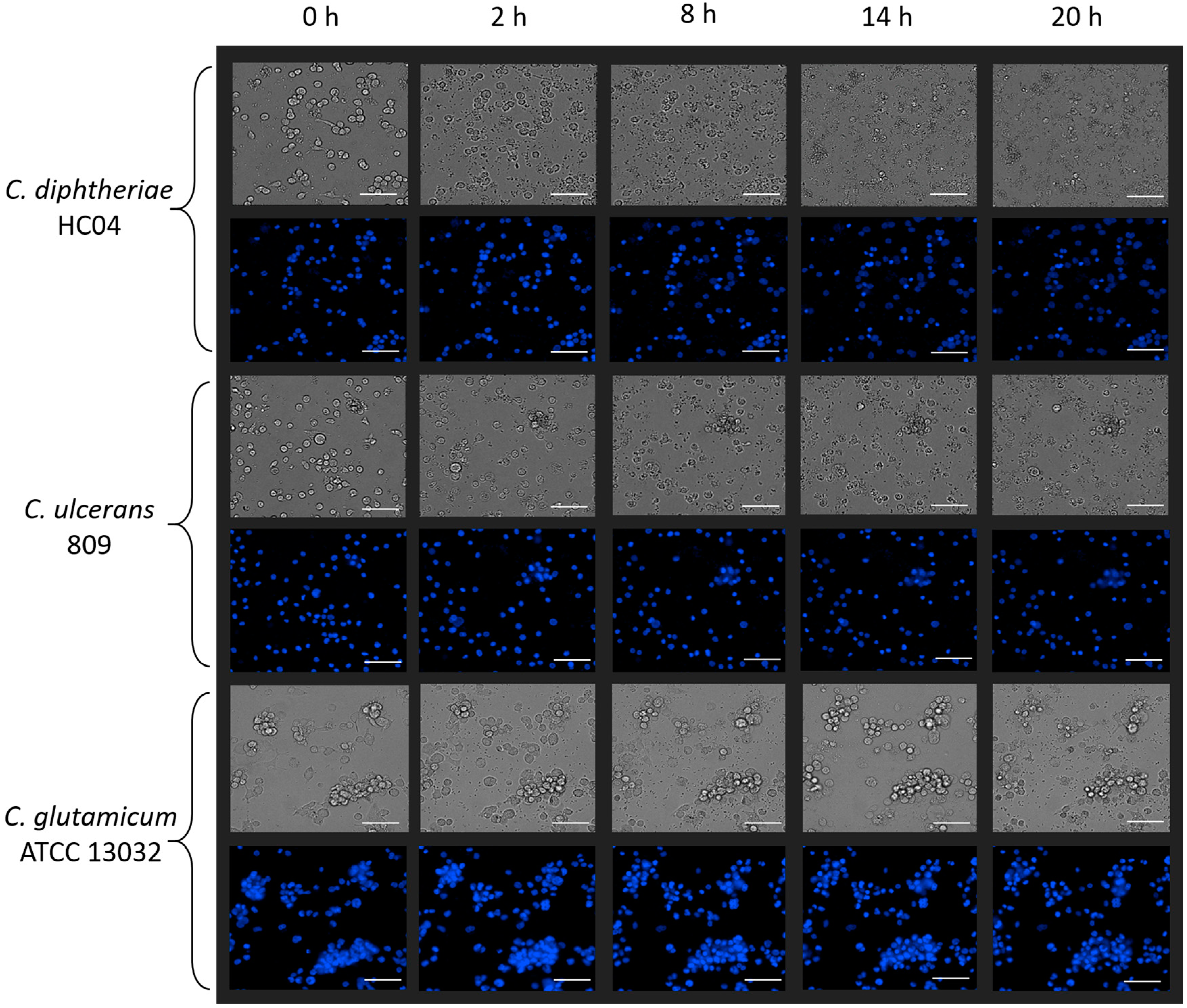 Ijms 20 04109 g002 550