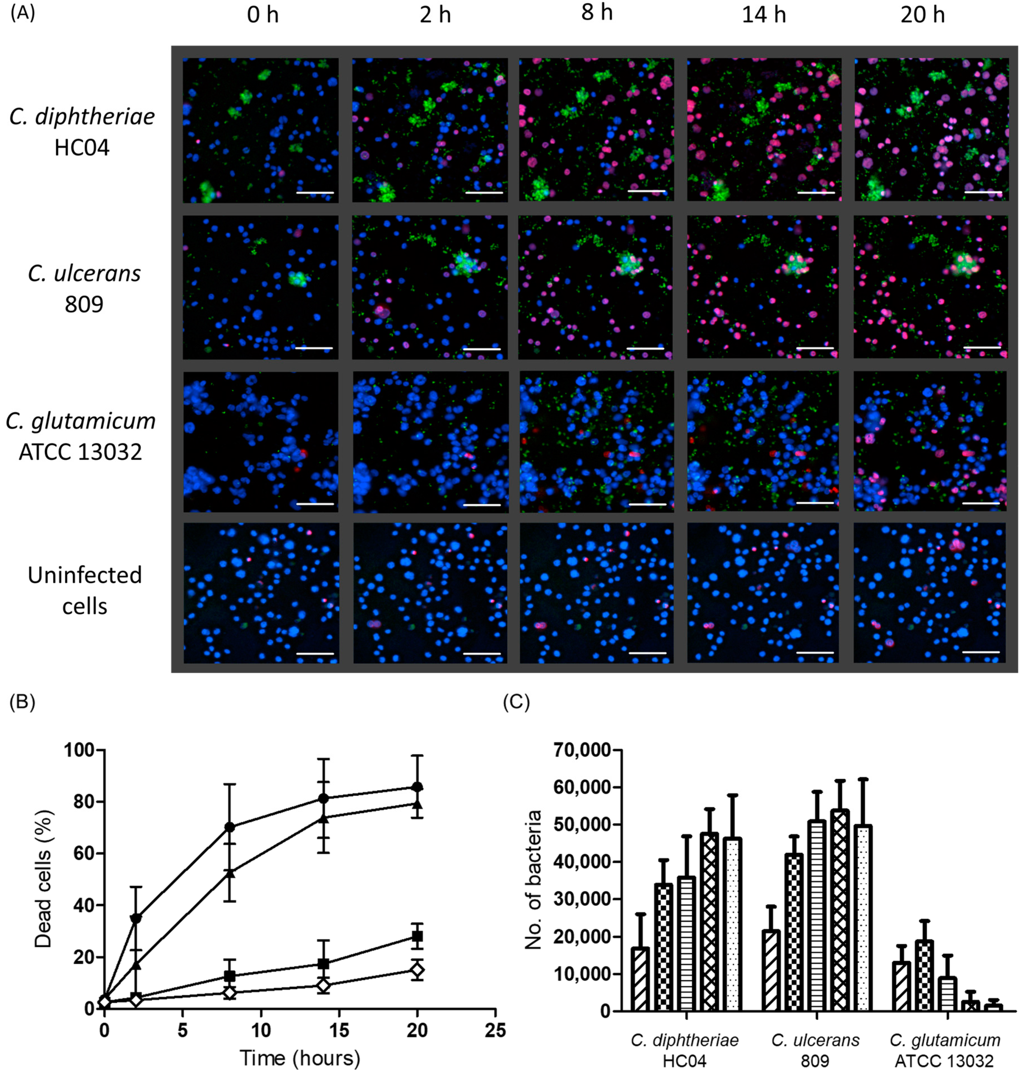 Ijms 20 04109 g005 550