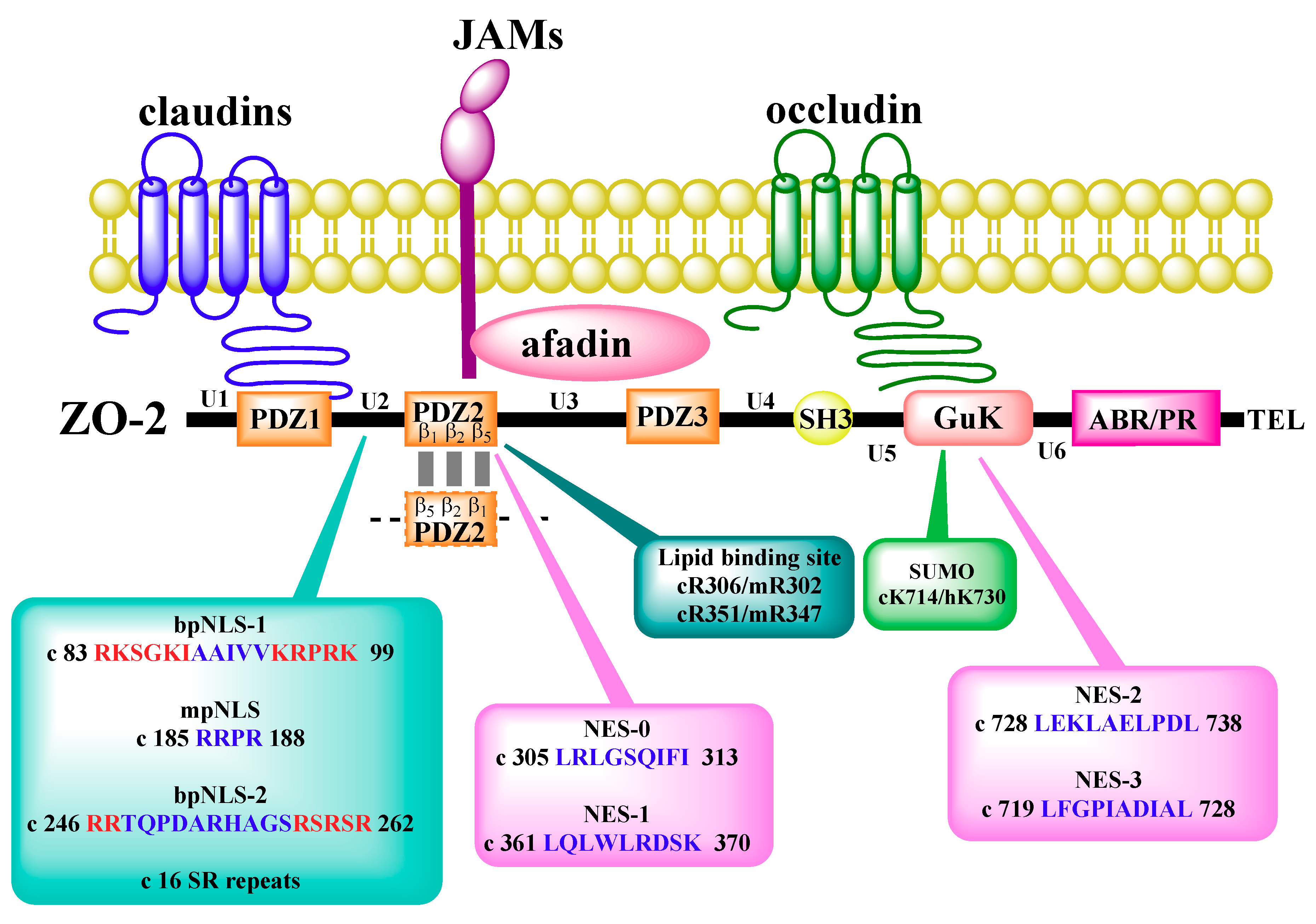 Ijms Free Full Text Zo 2 Is A Master Regulator Of Gene Expression Cell Proliferation Cytoarchitecture And Cell Size Html