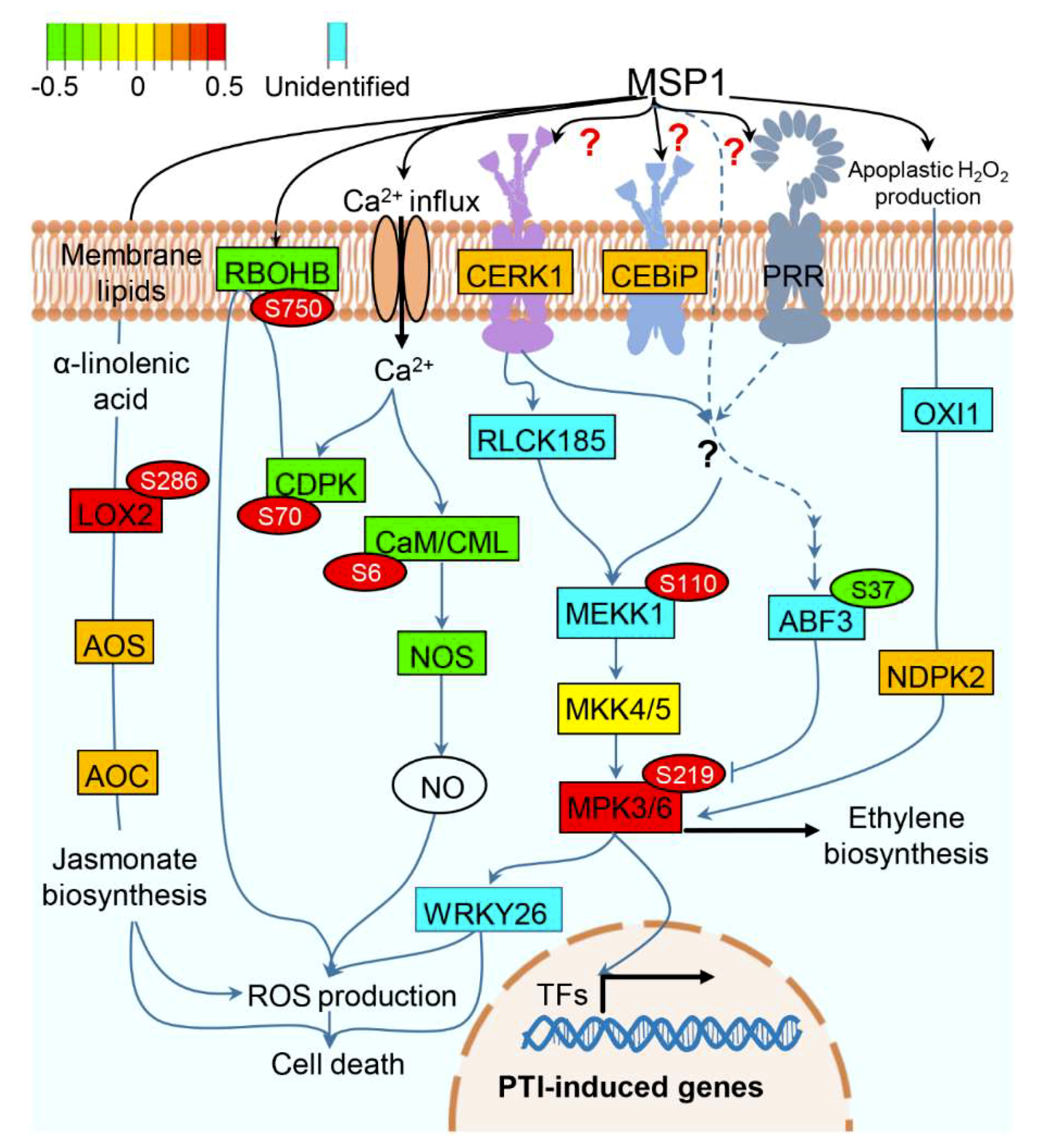 Ijms 20 04135 g005 Ijms 20 04135 g005