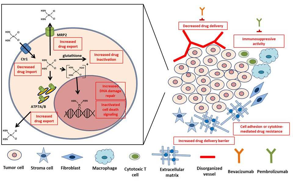 IJMS Free FullText New Insights into Mechanisms of Cisplatin