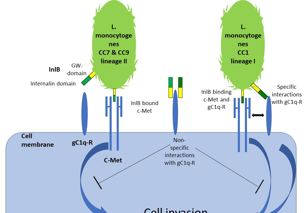 Awesome internalin Ijms Free Full Text Phylogenetically Defined Isoforms Of Listeria Monocytogenes Invasion Factor Inlb Differently Activate Intracellular Signaling Pathways And Interact With The Receptor Gc1q R
