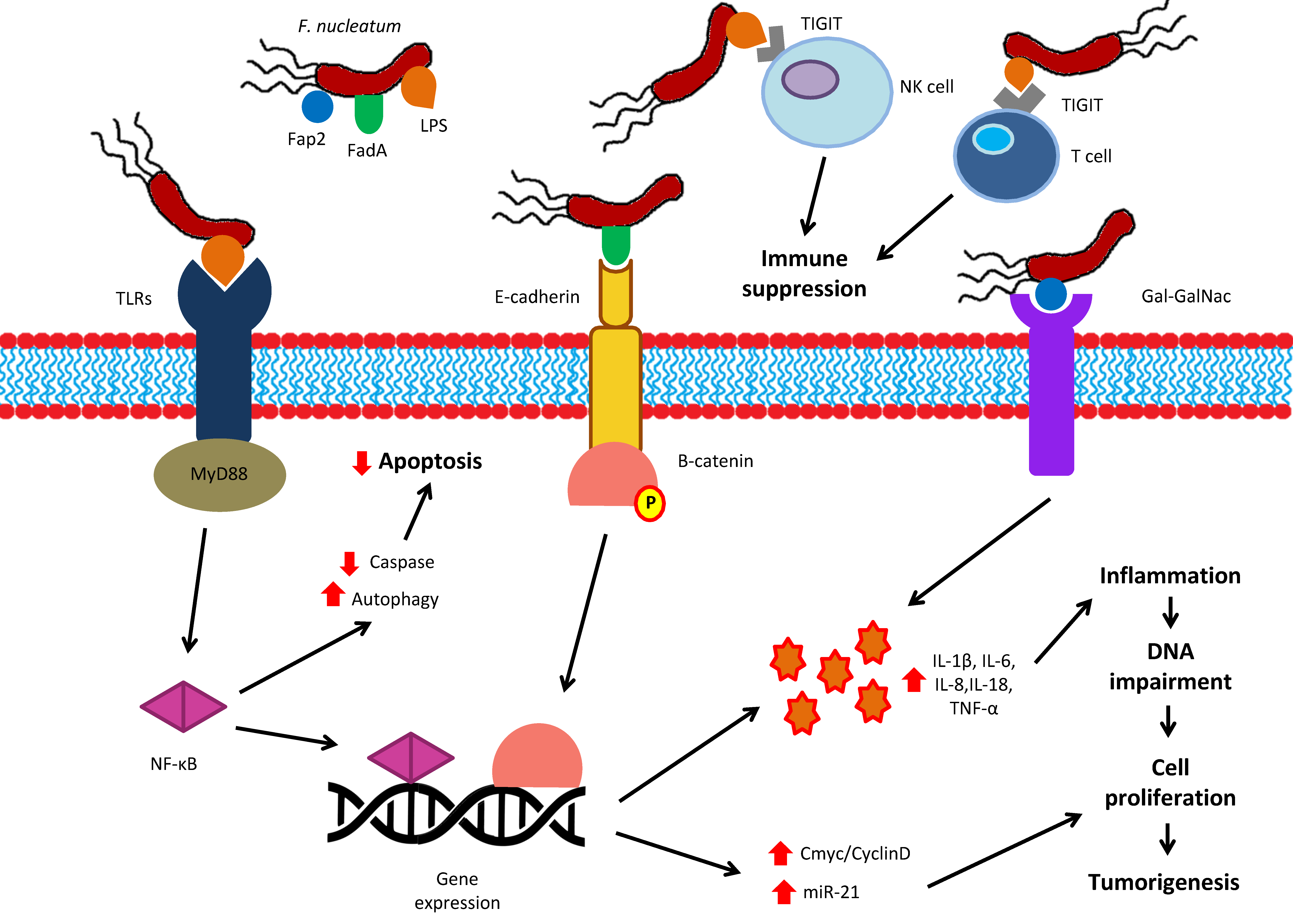 Ijms Free Full Text Oral Bacteria And Intestinal Dysbiosis In