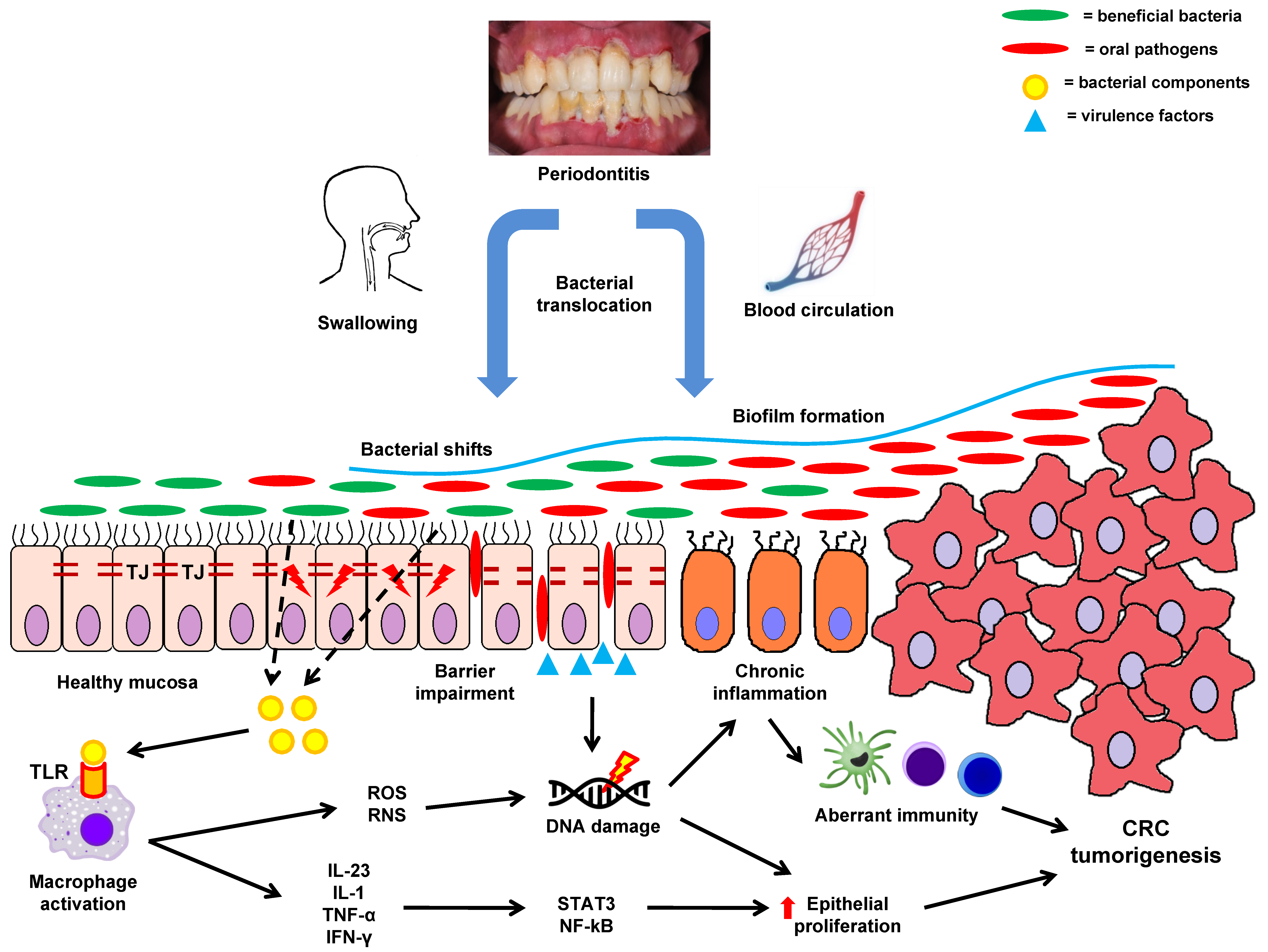 Ijms Free Full Text Oral Bacteria And Intestinal Dysbiosis In