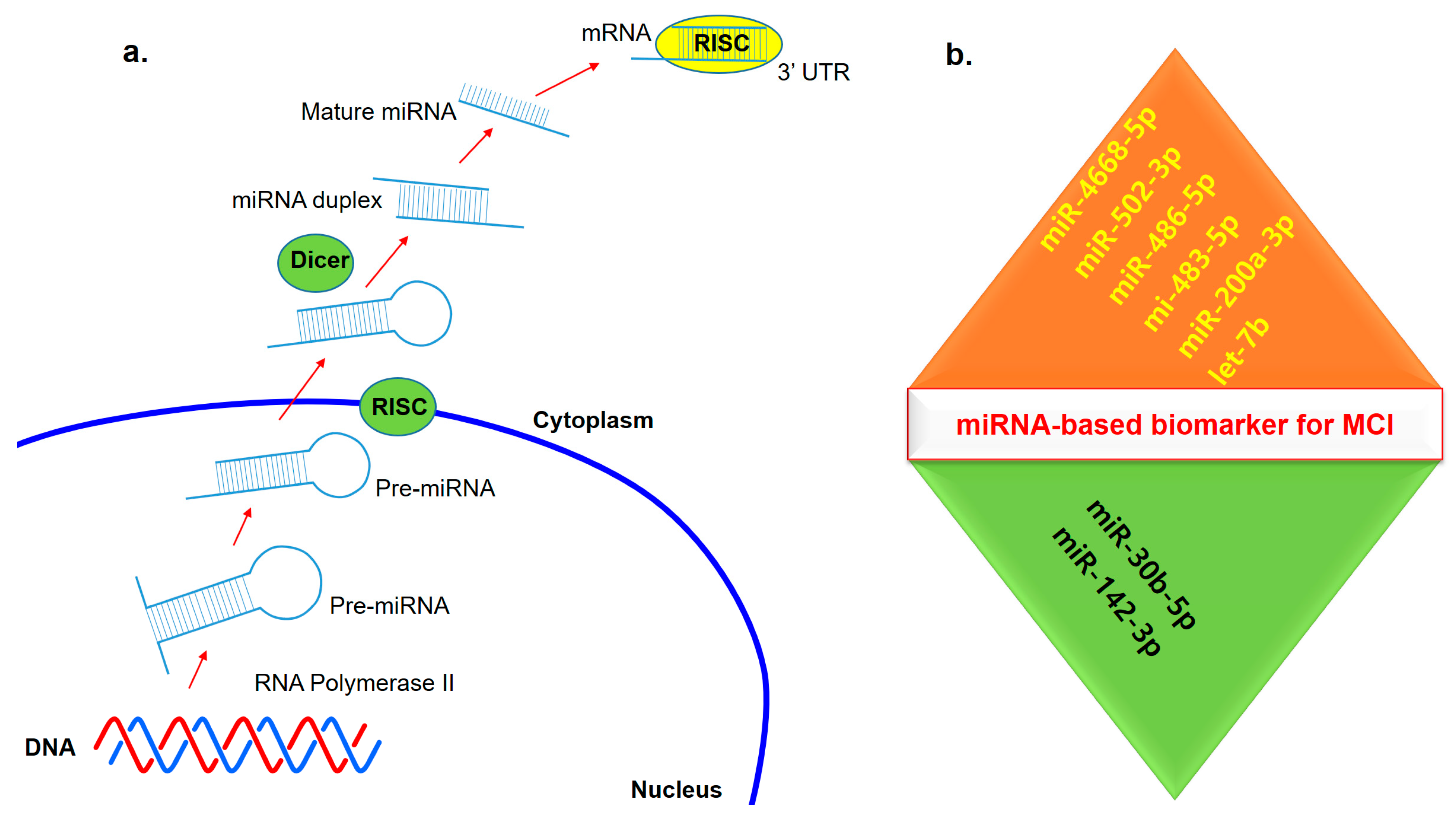 Ijms Free Full Text Potential Fluid Biomarkers For The Diagnosis Of Mild Cognitive Impairment Html Ijms Free Full Text Potential Fluid Biomarkers For The Diagnosis Of Mild Cognitive Impairment Html