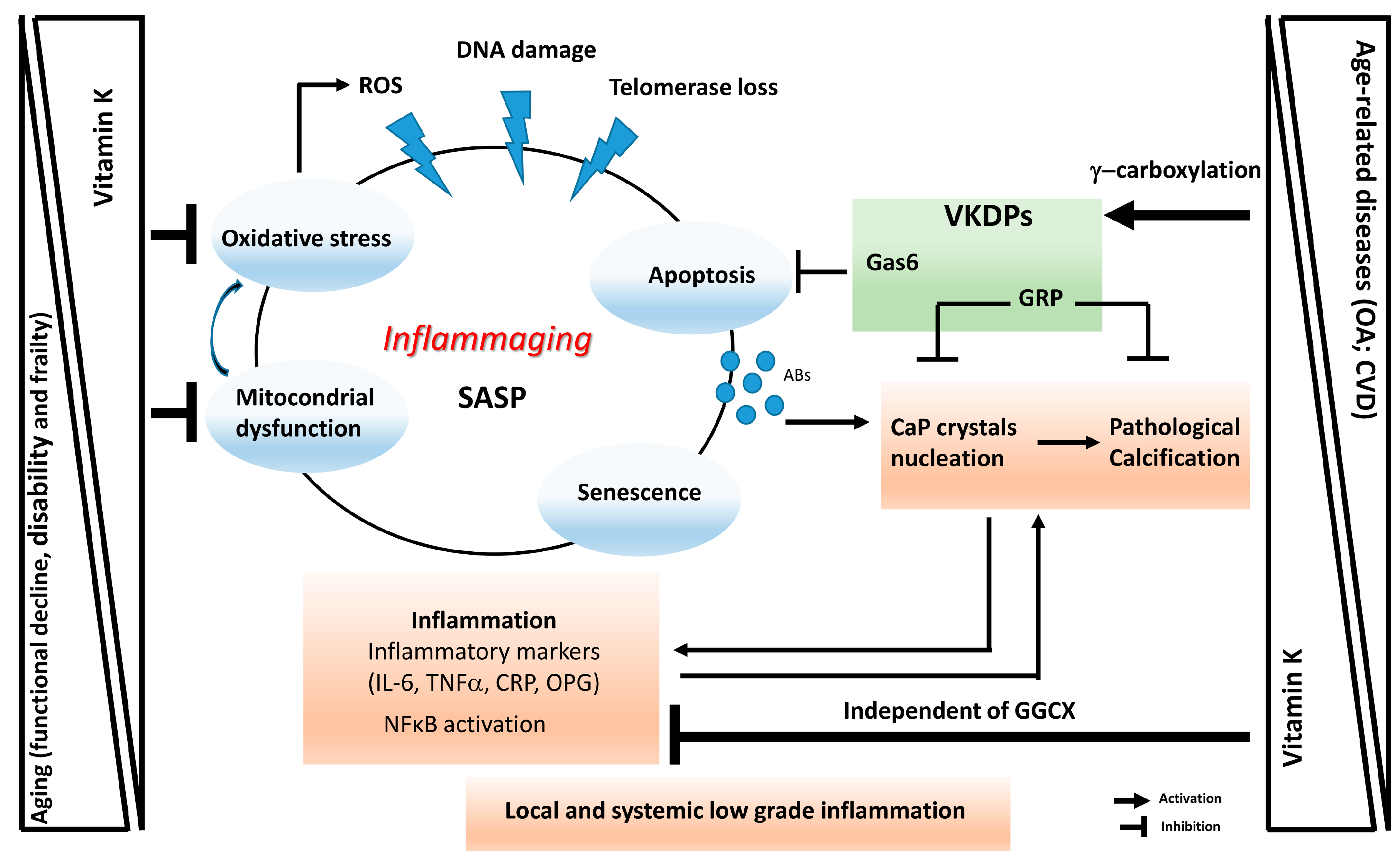 Ijms 20 04150 g002 Ijms 20 04150 g002