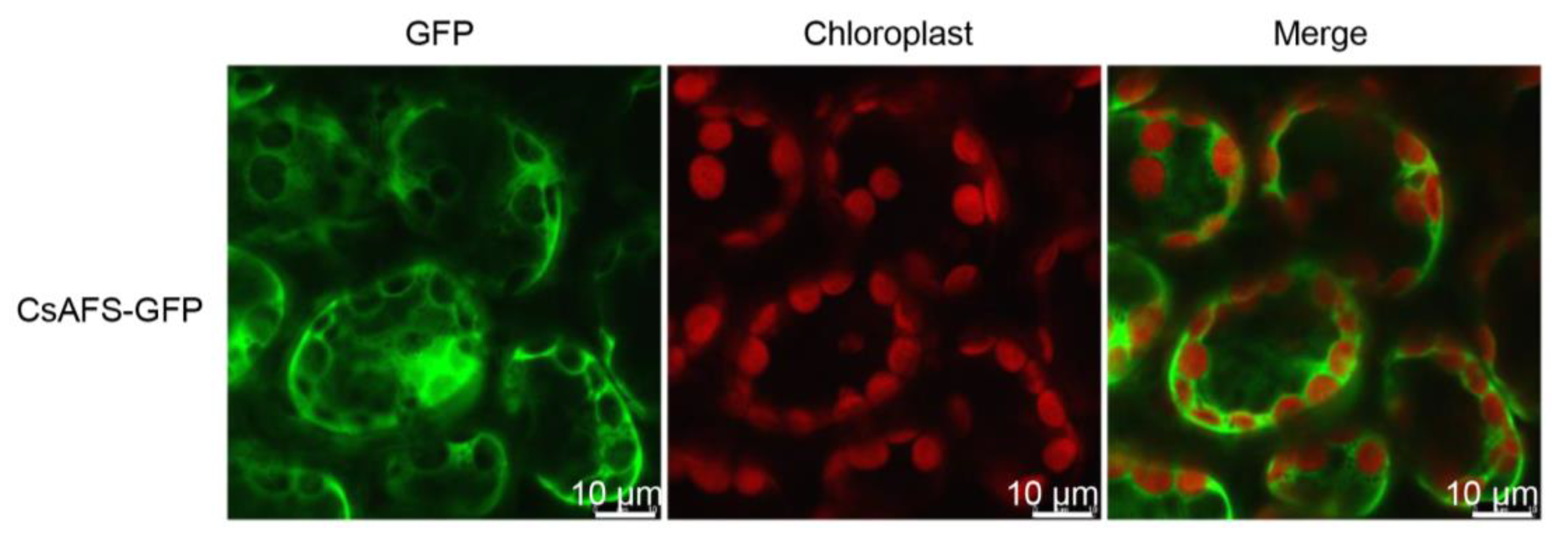 Ijms 20 04151 g004 Ijms 20 04151 g004