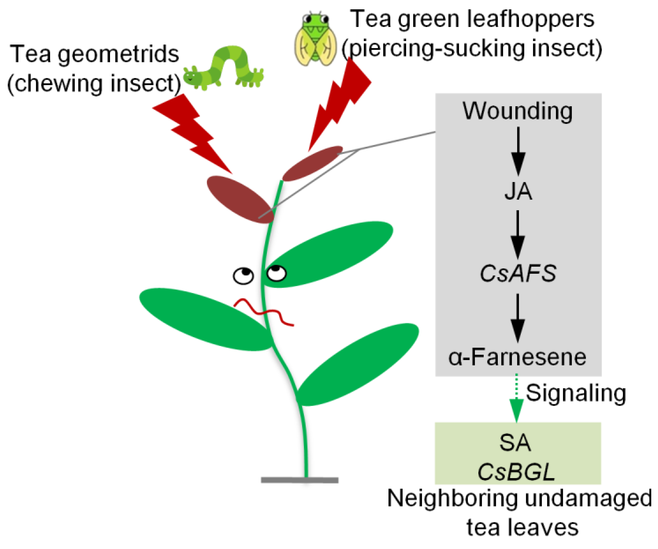 Ijms 20 04151 g007 Ijms 20 04151 g007