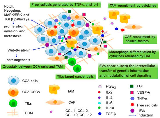 IJMS | Free Full-Text | Role of Cancer Stem Cells in Cholangiocarcinoma ...