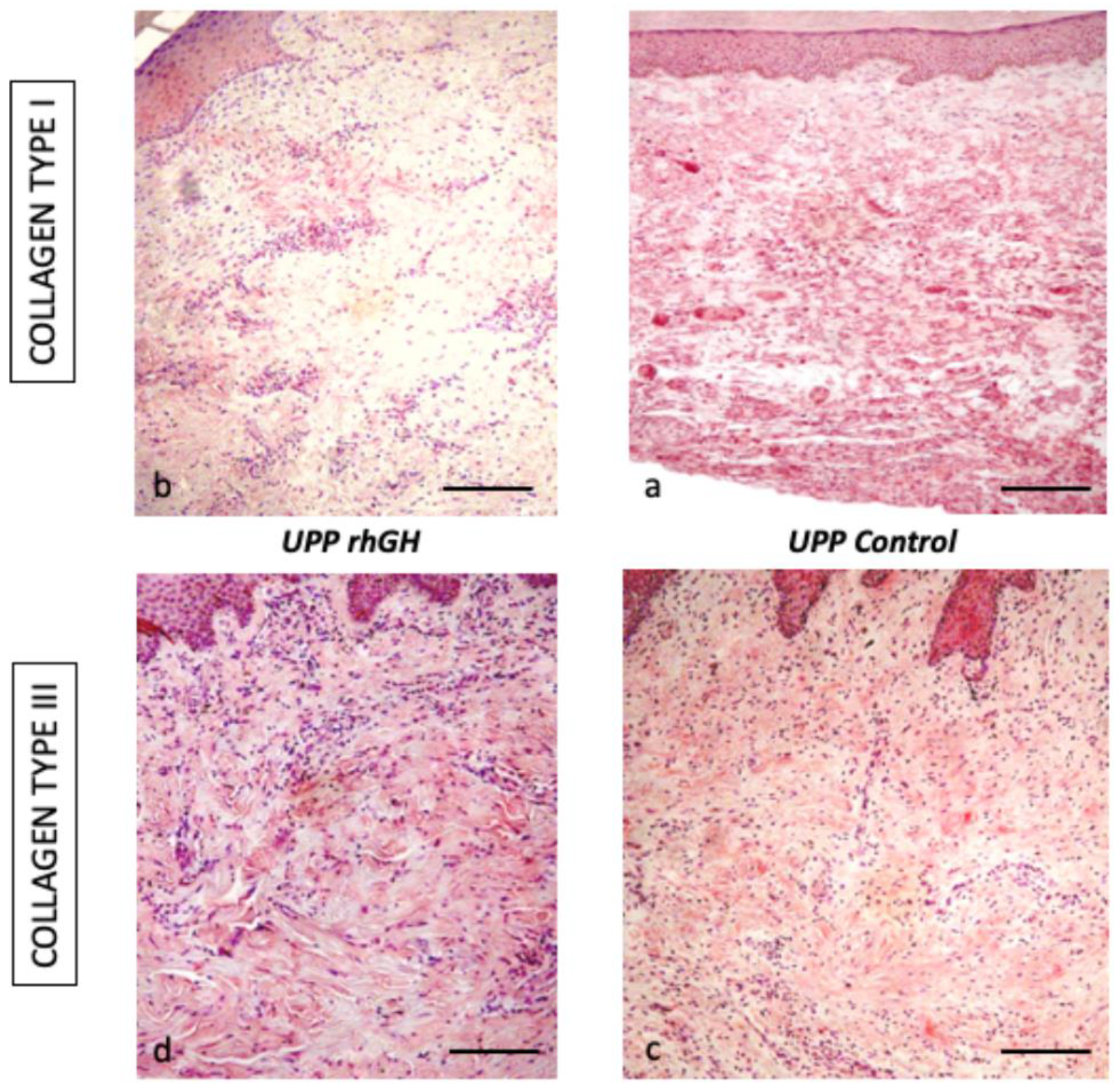 Ijms 20 04157 g007 Ijms 20 04157 g007