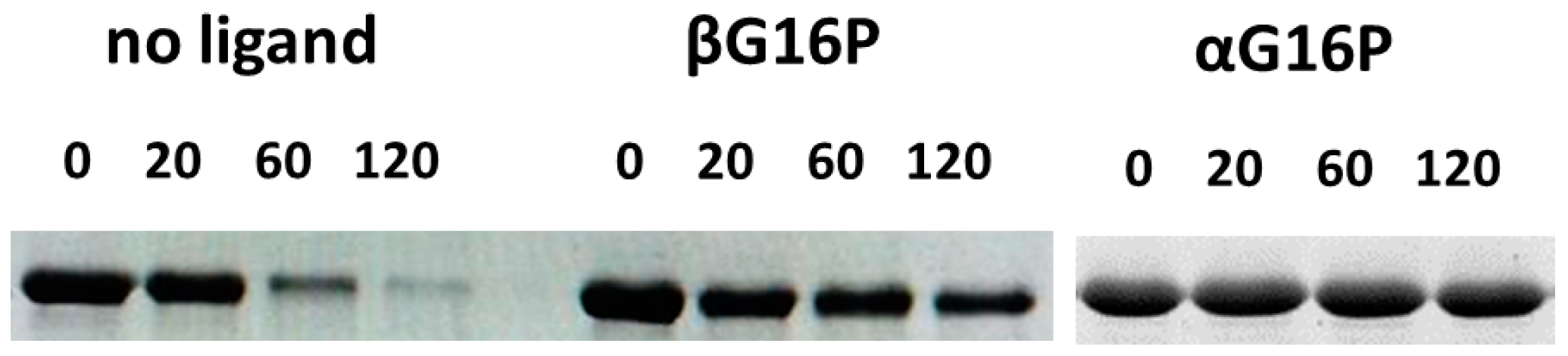 Ijms 20 04164 g004 Ijms 20 04164 g004